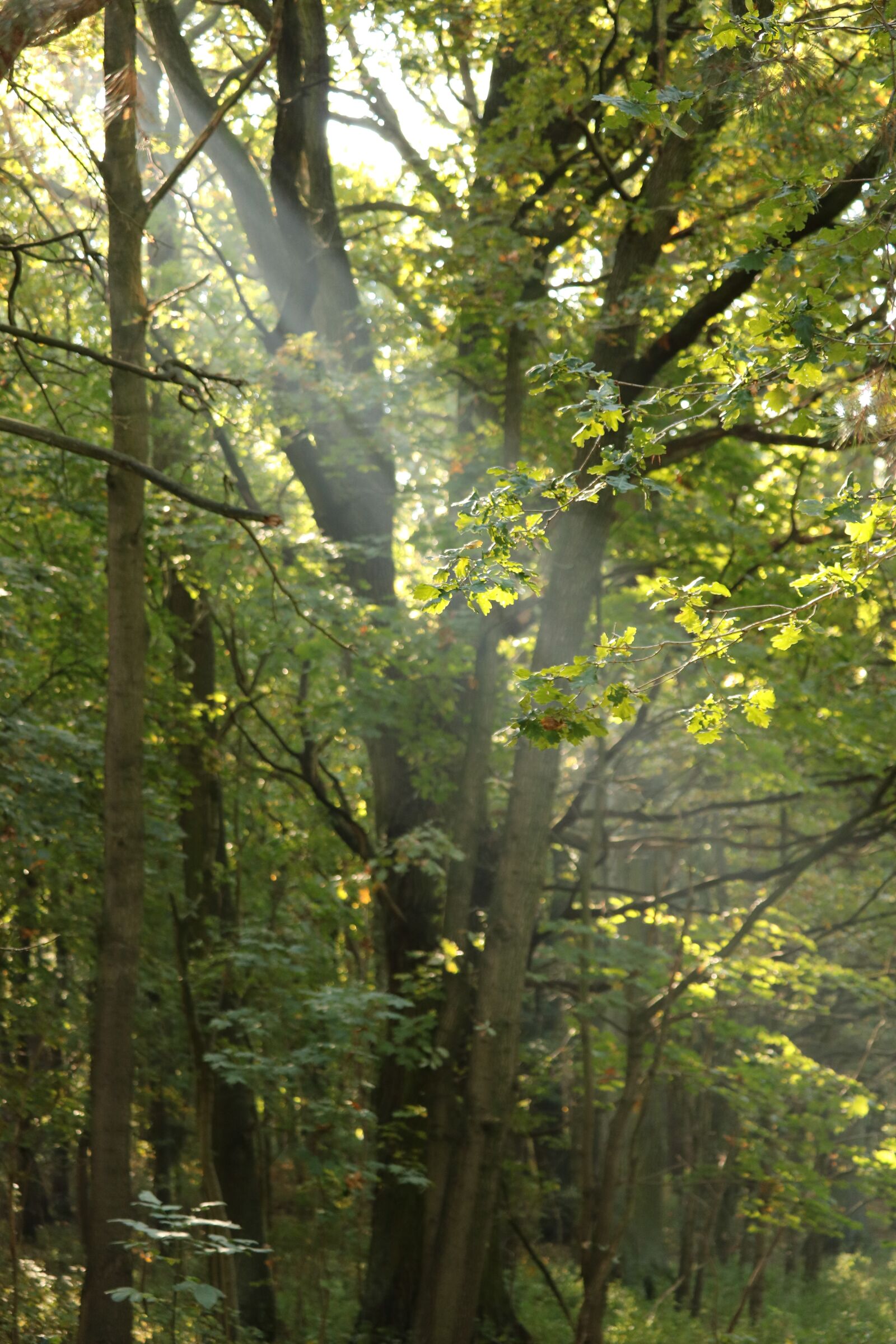 Canon EOS 750D (EOS Rebel T6i / EOS Kiss X8i) sample photo. Sunbeam, forest, mood photography