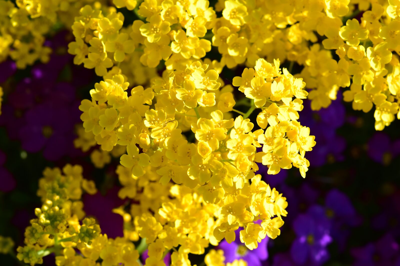 Nikon D5600 sample photo. Flowers, yellow flowers, spring-flowering photography