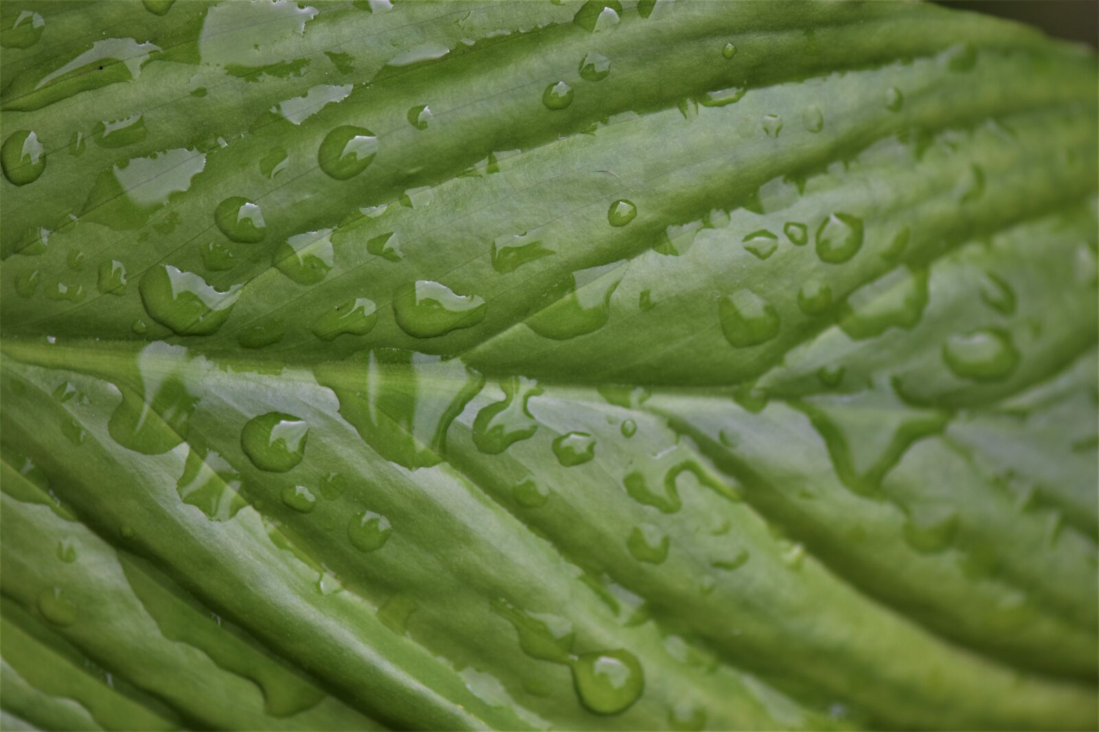 Nikon D7200 sample photo. Plant, green leaves, drop photography