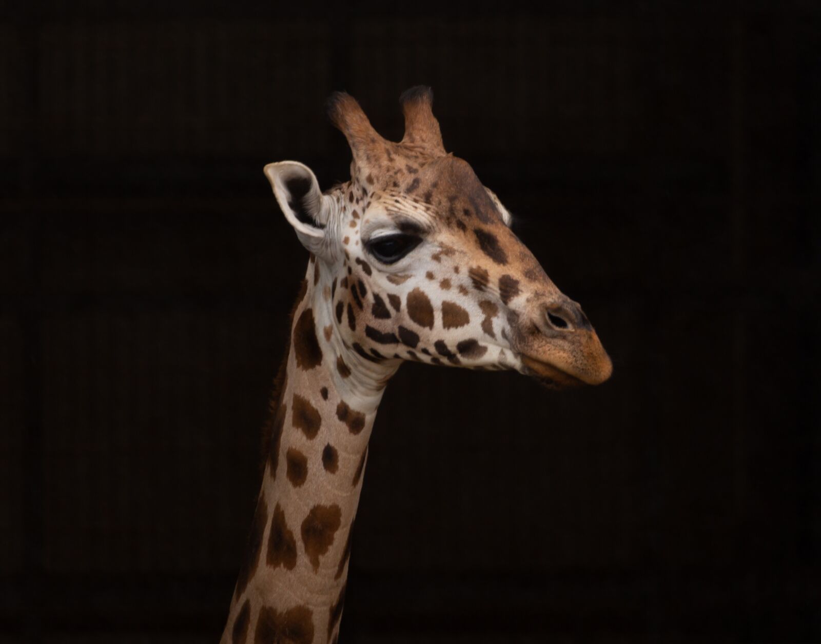 Canon EOS 5D Mark III sample photo. Rothschild giraffe, giraffe, long photography