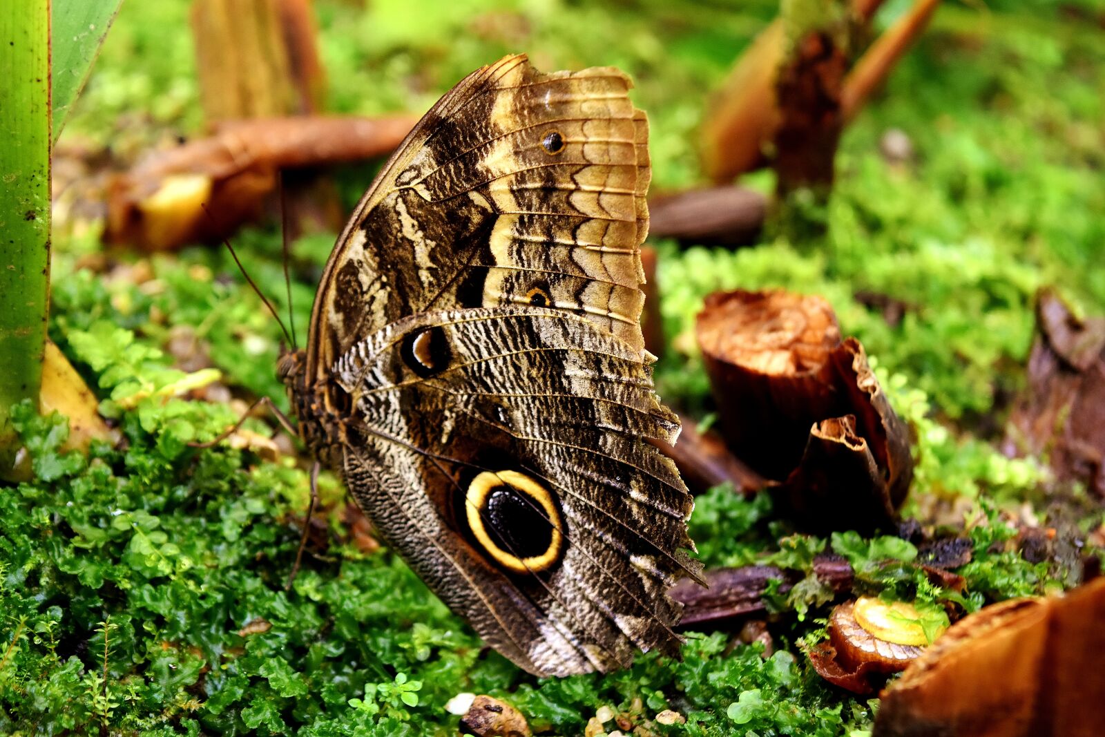 Nikon D7200 sample photo. Butterfly, owl butterfly, edelfalter photography