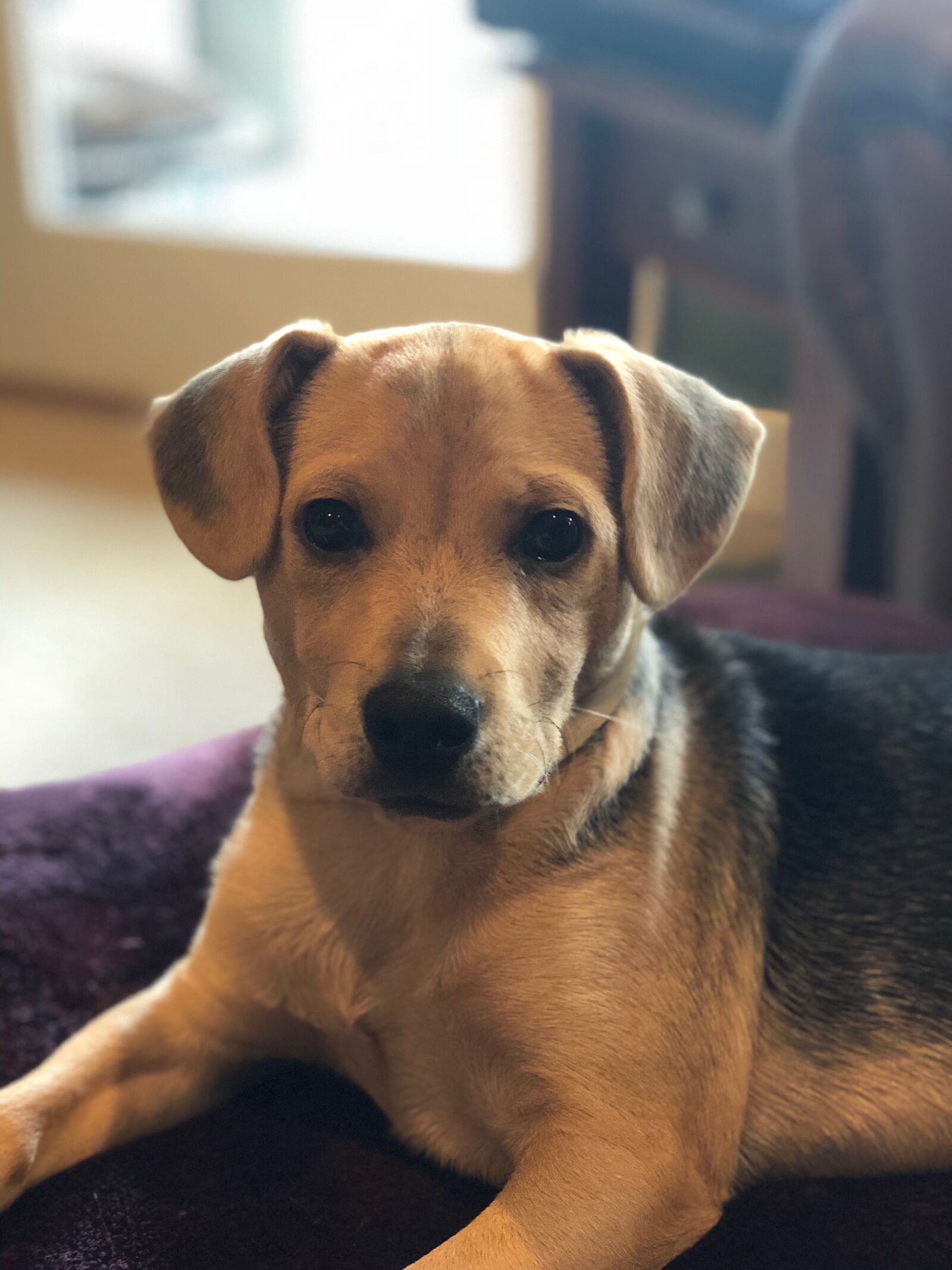 iPhone X back dual camera 6mm f/2.4 sample photo. Dog, pet, mammal photography