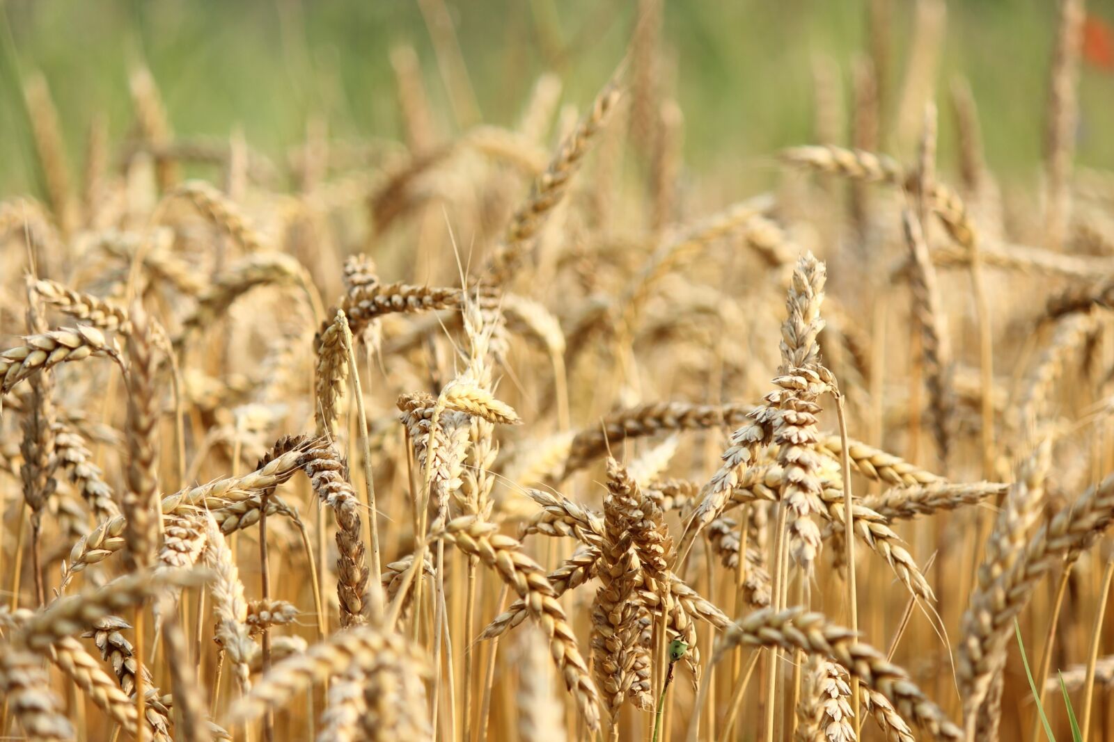 Canon EOS 600D (Rebel EOS T3i / EOS Kiss X5) + Canon EF-S 55-250mm F4-5.6 IS II sample photo. Wheat, field, nature photography