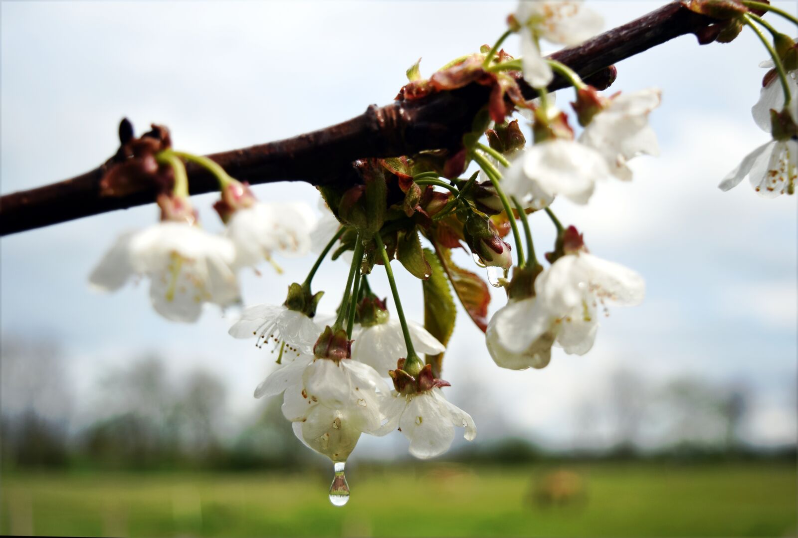 Nikon D5300 sample photo. Cherry blossom, rain, drip photography
