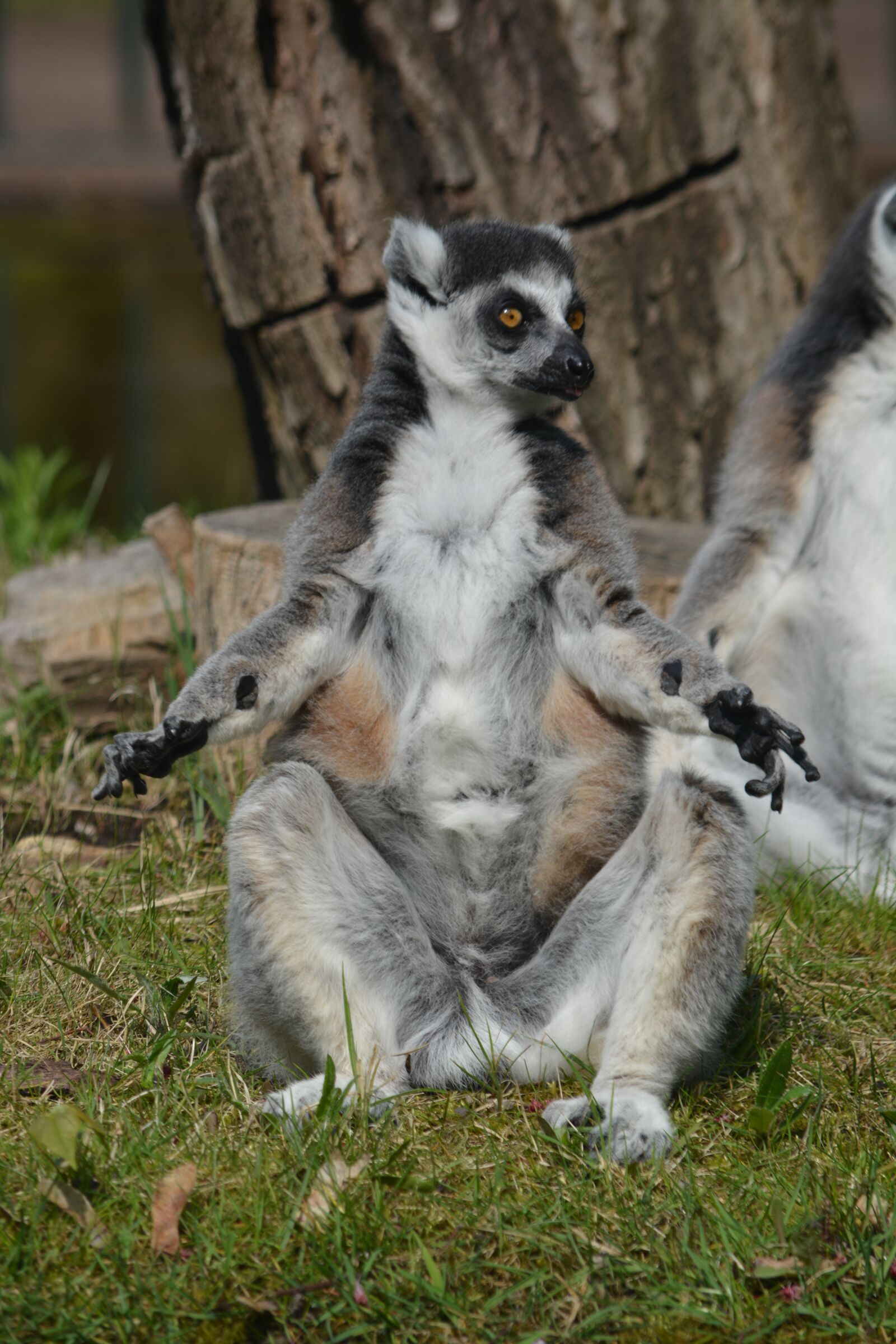 Nikon D5200 sample photo. Animal, mammal, cute photography