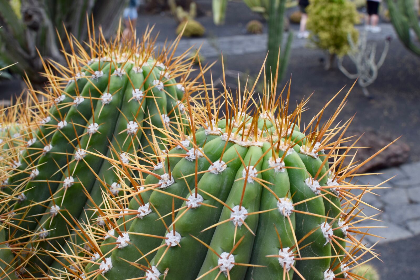Nikon D5300 sample photo. Cactus, spina, barb photography