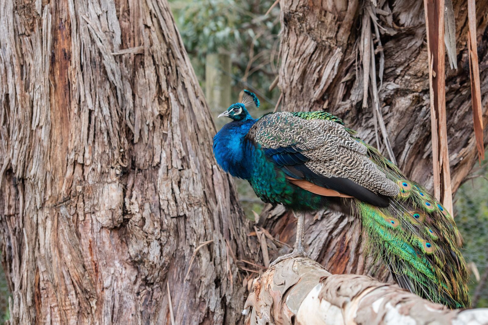 Nikon D750 sample photo. Peacock, bird, feathers photography
