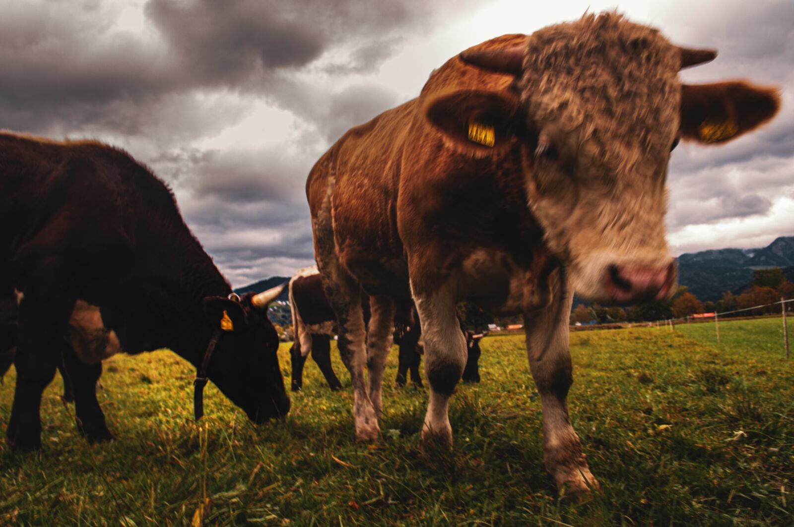 Nikon D90 sample photo. Bulls, animals, farm photography
