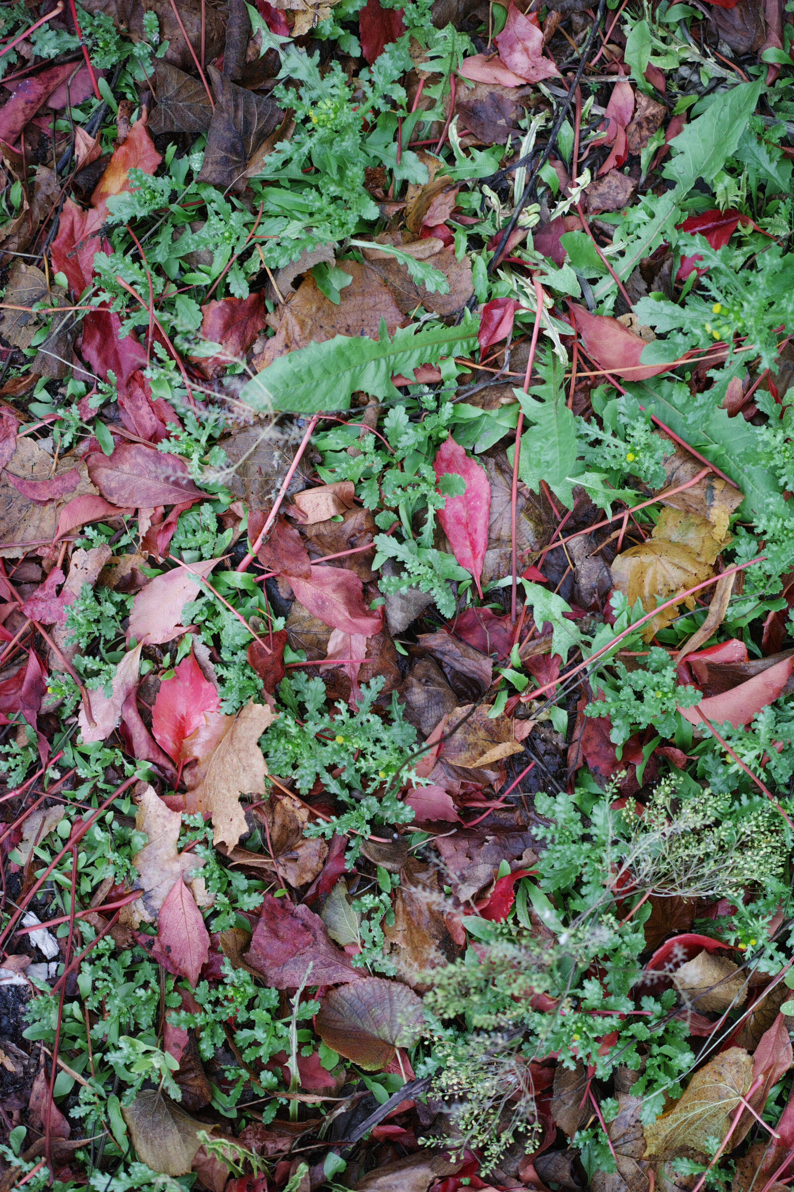 Sigma 30mm F2.8 sample photo. Leaves of autumn photography