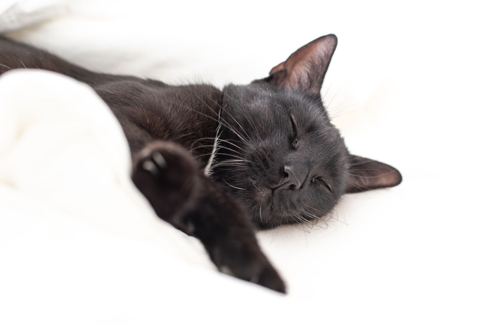 Nikon D750 sample photo. Kitten, cat, black cat photography