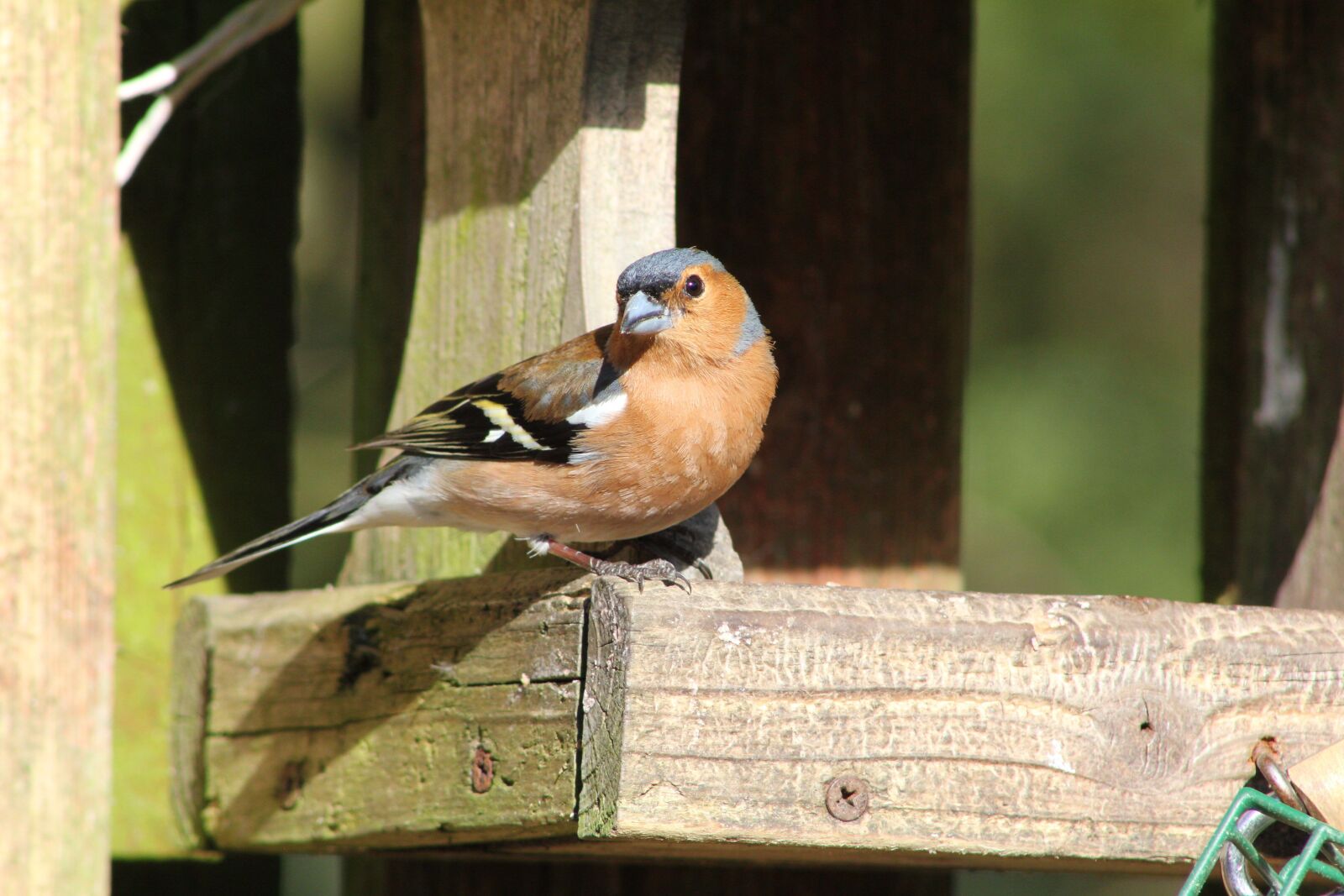 Canon EOS 550D (EOS Rebel T2i / EOS Kiss X4) sample photo. Bird, chaffinch, feather photography
