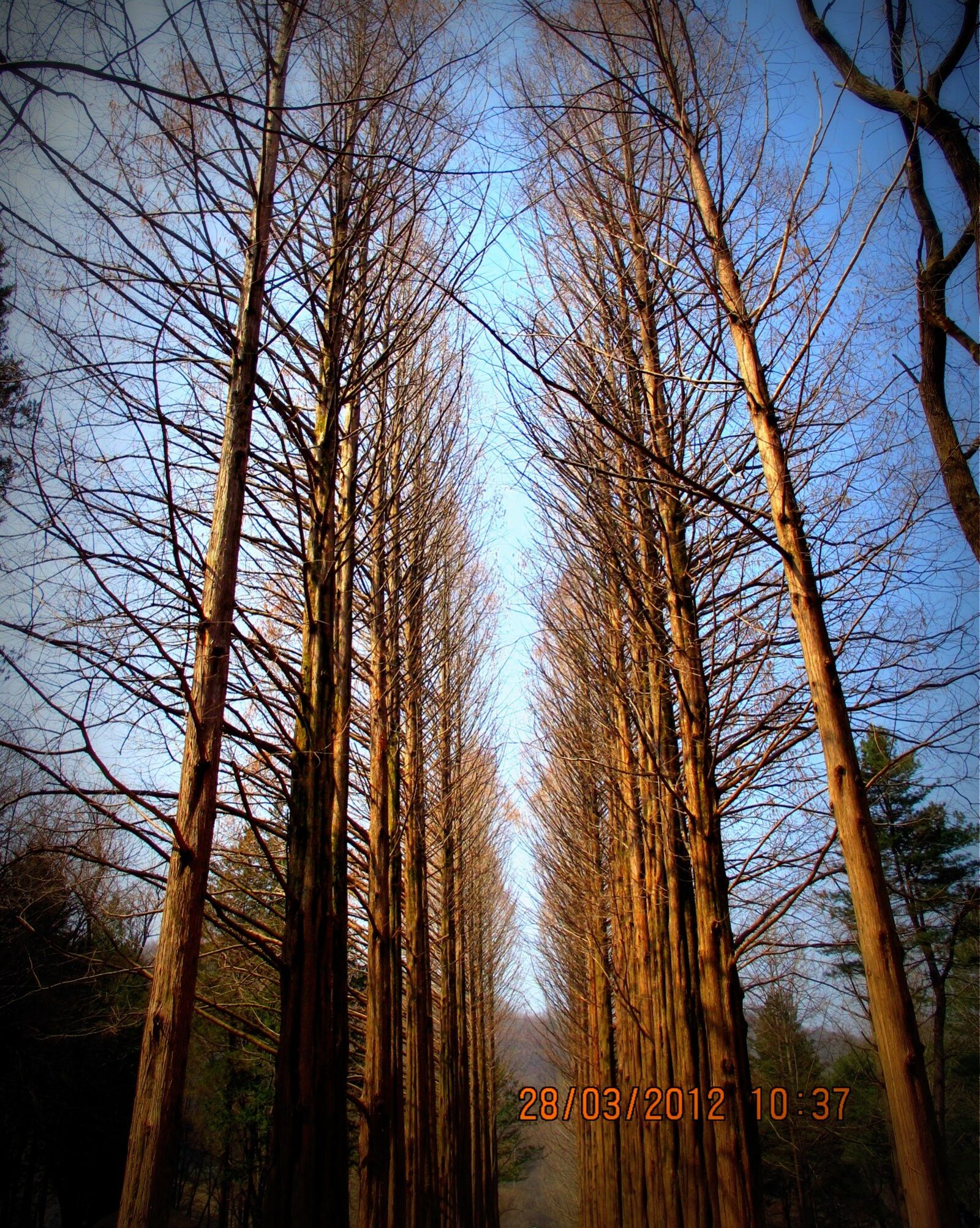 Canon PowerShot G11 sample photo. Winter, sonata photography