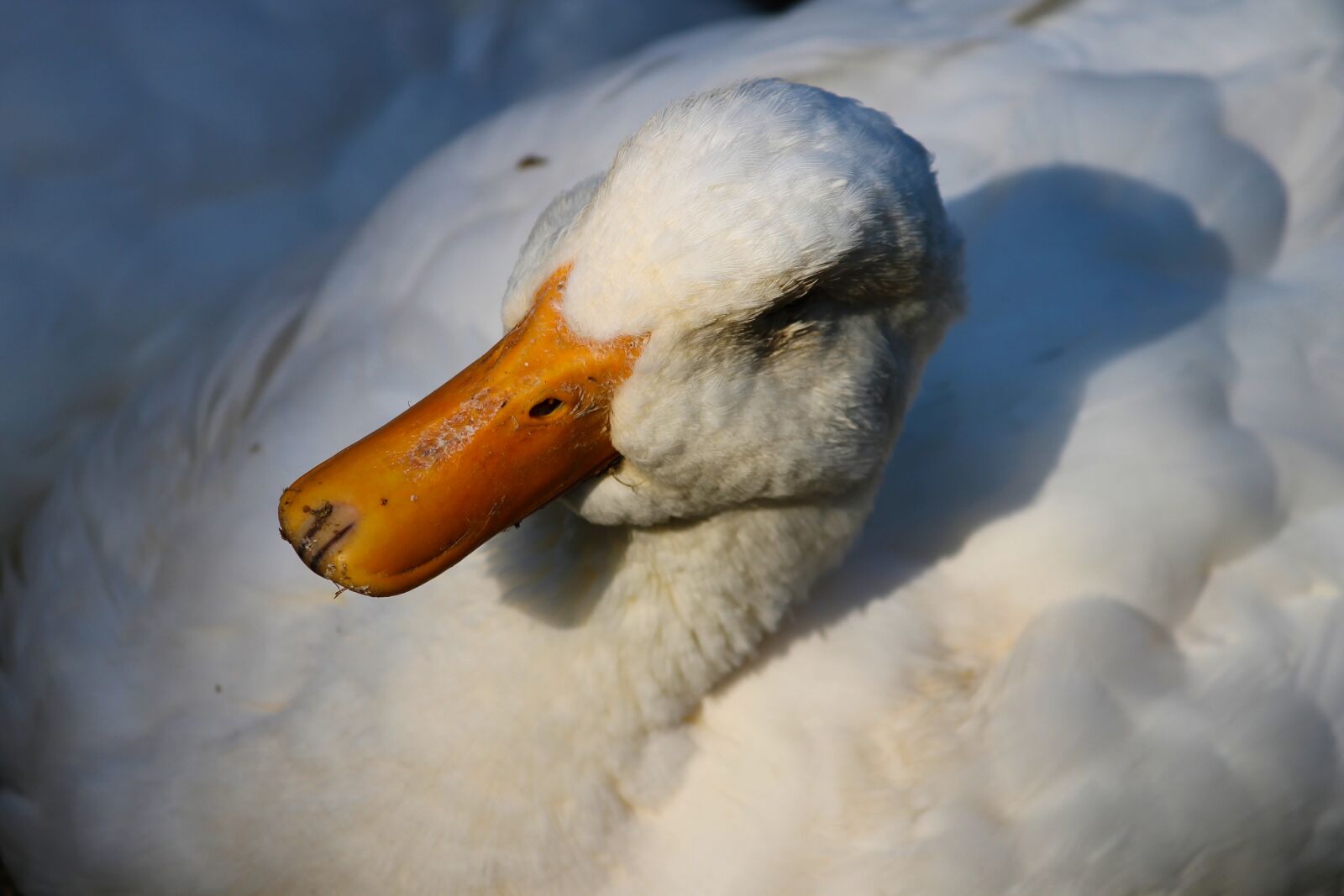 Canon EOS 1100D (EOS Rebel T3 / EOS Kiss X50) sample photo. Duck, house duck, peking photography