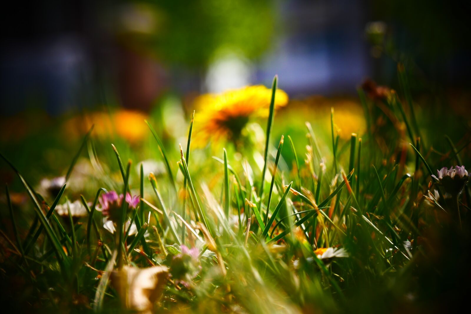 Panasonic Lumix DMC-G85 (Lumix DMC-G80) sample photo. Grass, lawn, spring photography