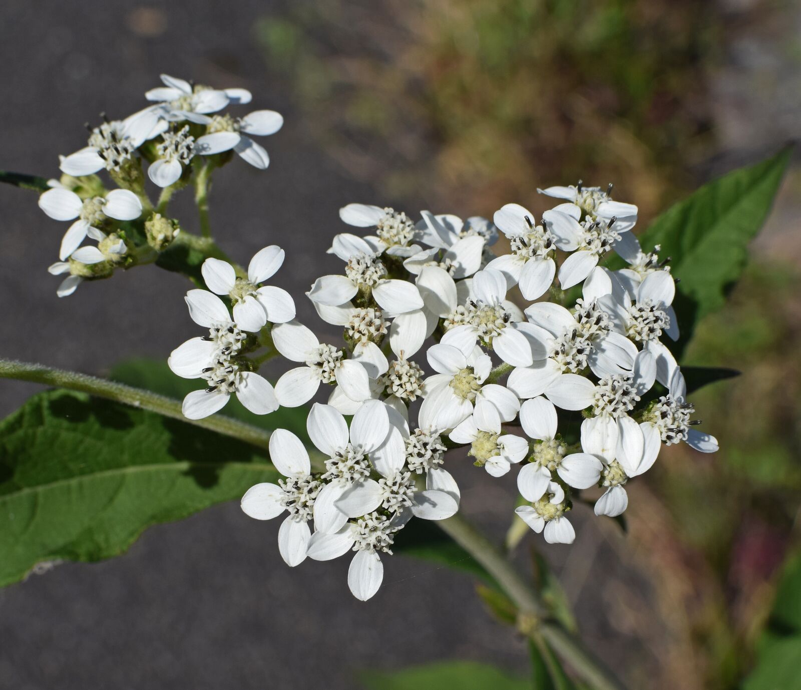 Nikon D3300 sample photo. Tall boneset, flower, close-up photography