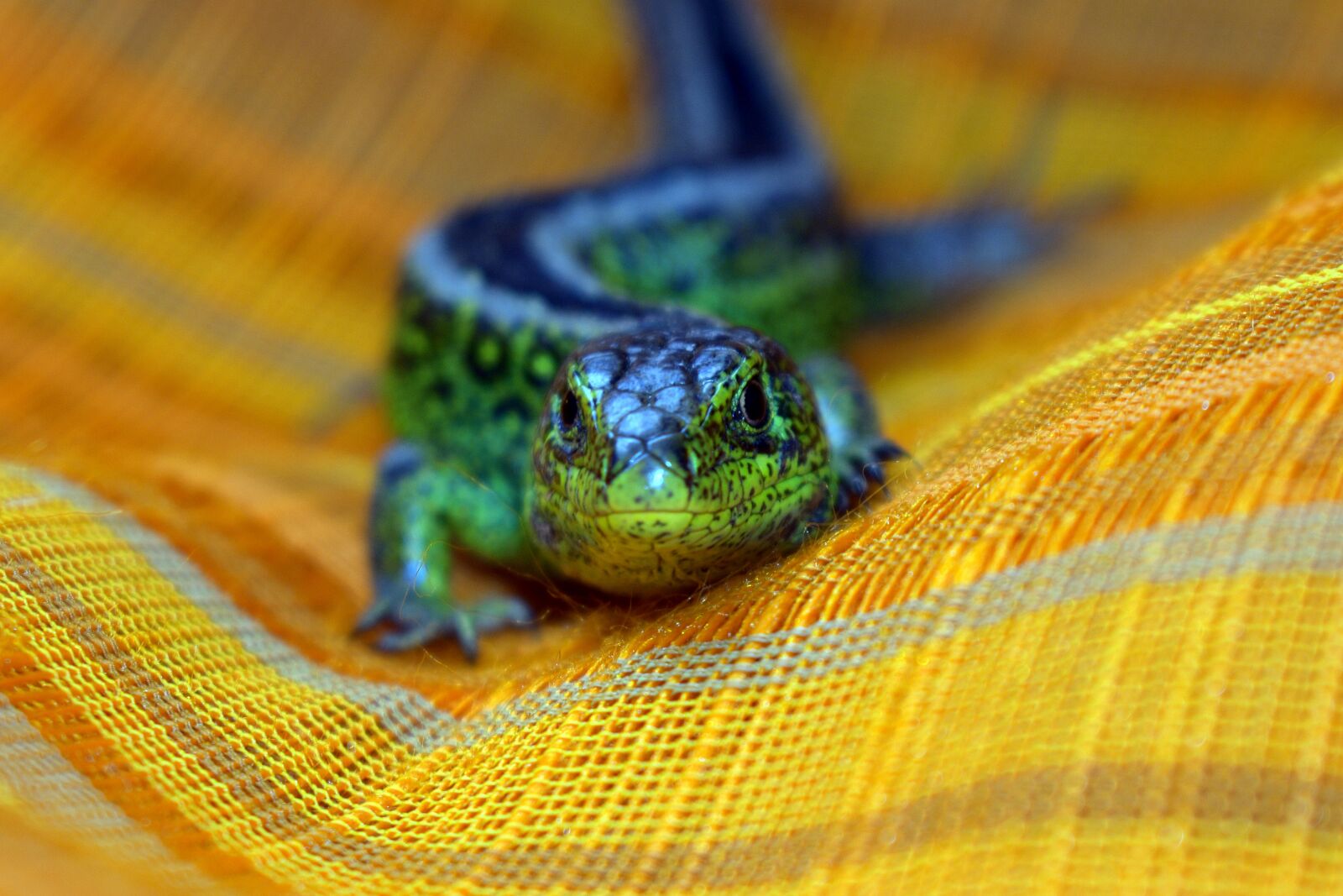Nikon D3400 sample photo. The lizard, sand, reptiles photography