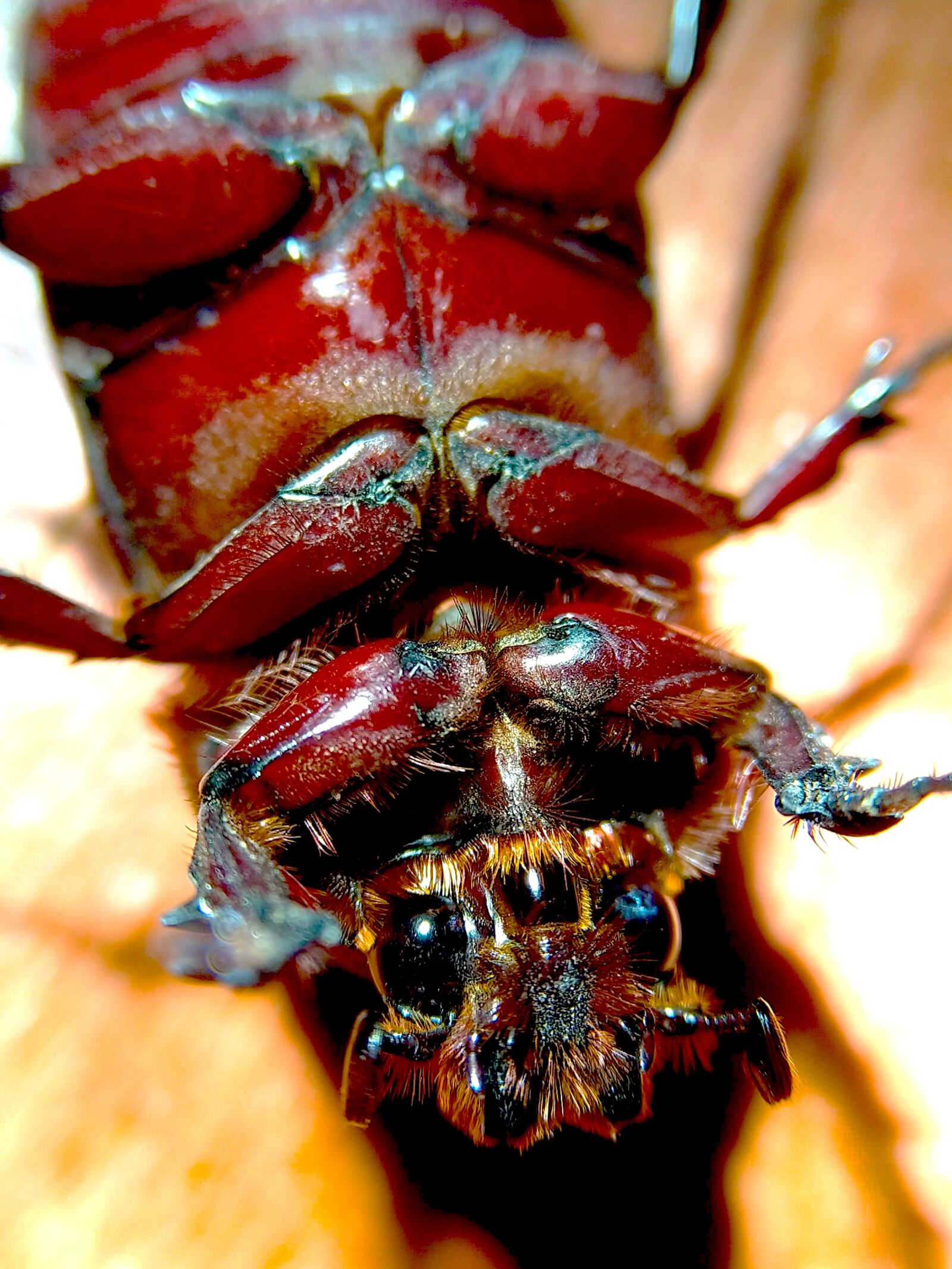 HMD Global Nokia 7 plus sample photo. Beetle, animal photography, animal photography