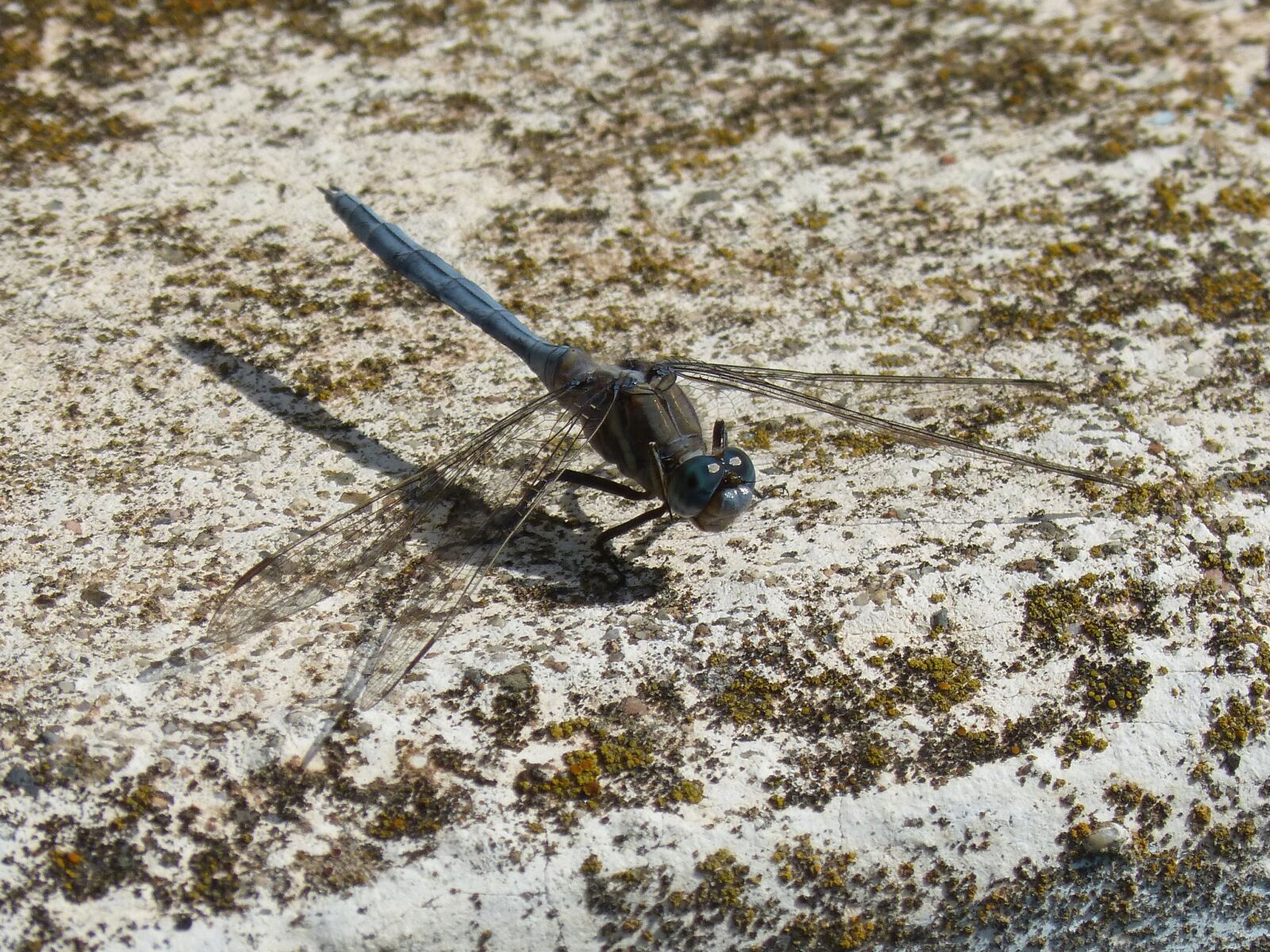 Panasonic DMC-FZ62 sample photo. Dragonfly, blue dragonfly, orthetrum photography