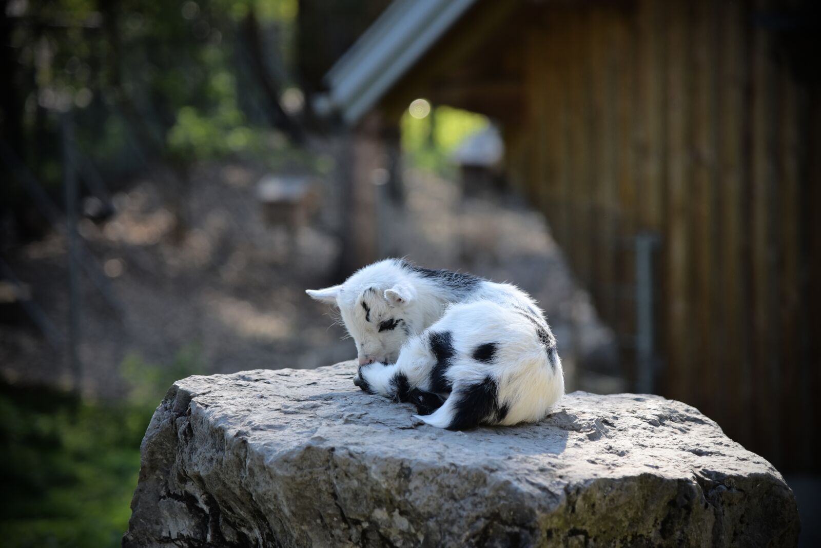Nikon D750 sample photo. Kitz, kid, young photography