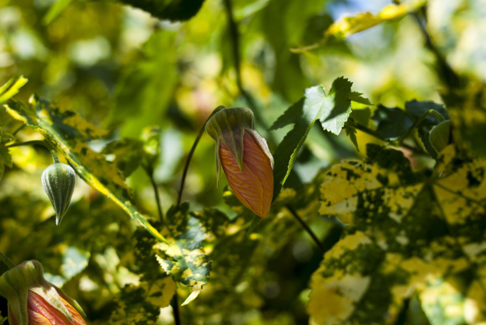Nikon D60 sample photo. Button, leaf, plant photography