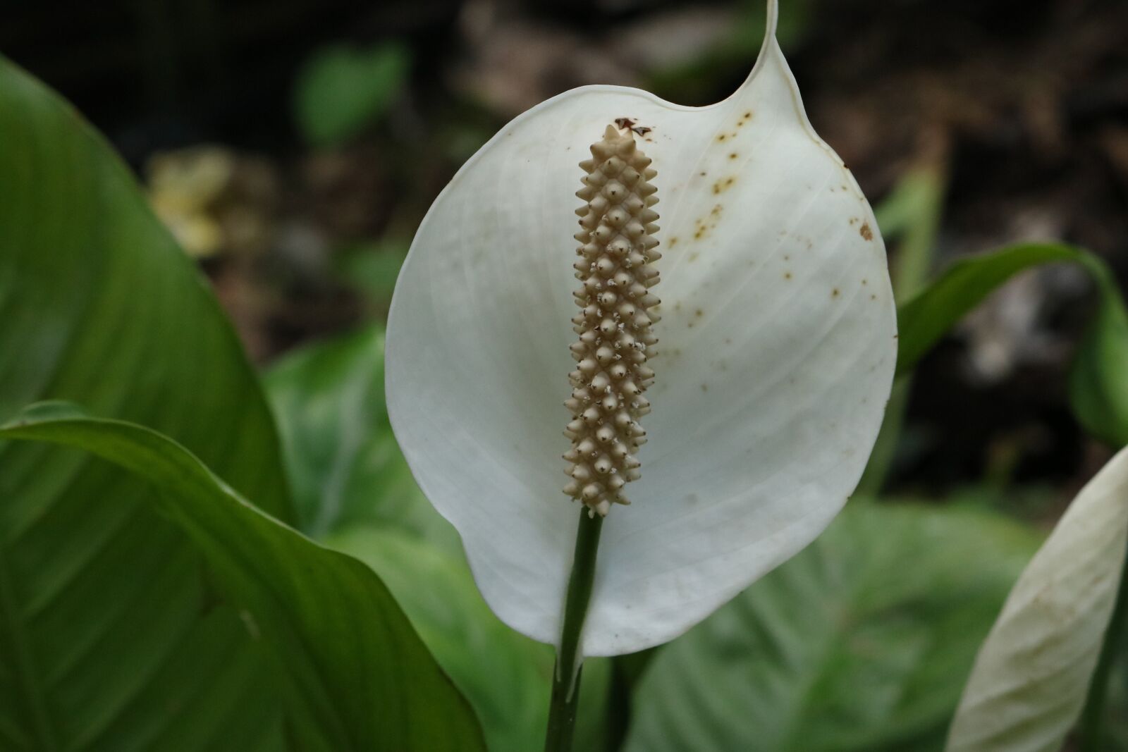 Canon EOS 750D (EOS Rebel T6i / EOS Kiss X8i) sample photo. Flower, nature, garden photography