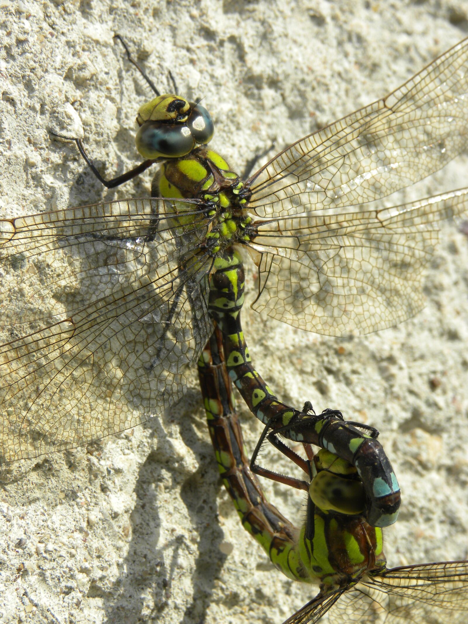 Nikon Coolpix P90 sample photo. Insect, dragonflies, wall photography