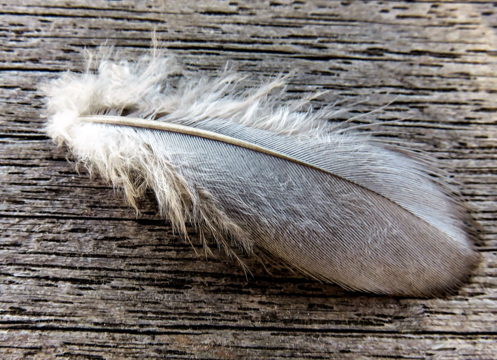 Canon PowerShot SX710 HS sample photo. Feather, bird feather, pigeon photography