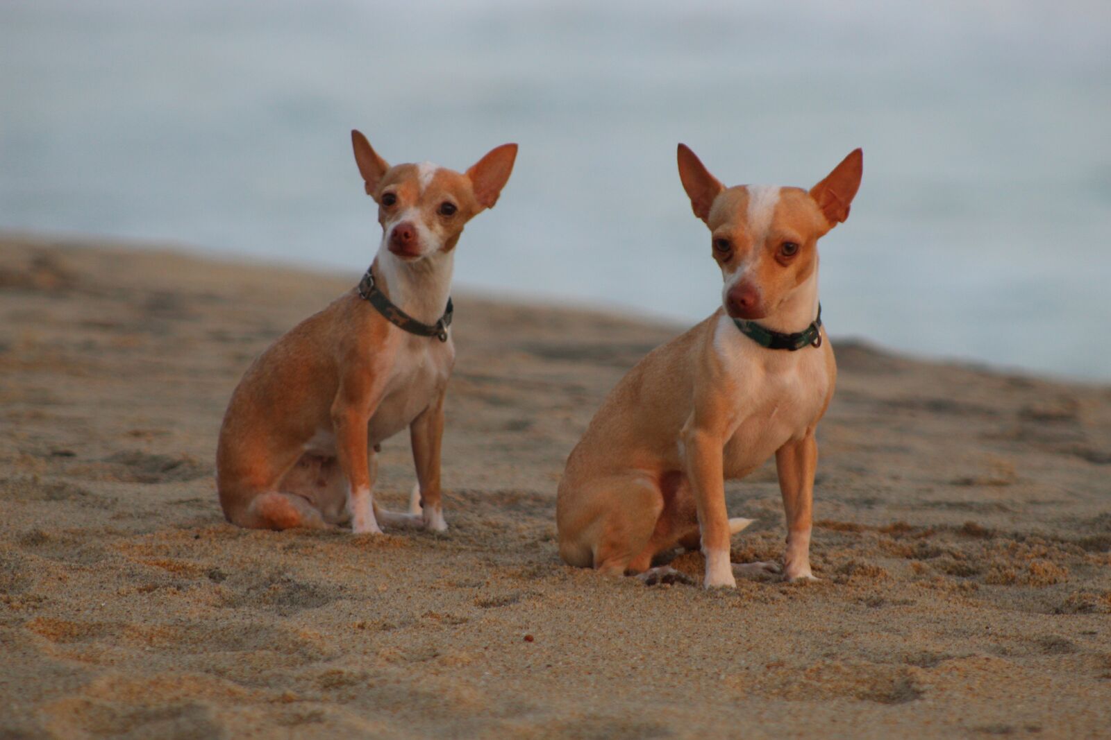 Canon EOS 1300D (EOS Rebel T6 / EOS Kiss X80) sample photo. Dog, puppies, puppy photography