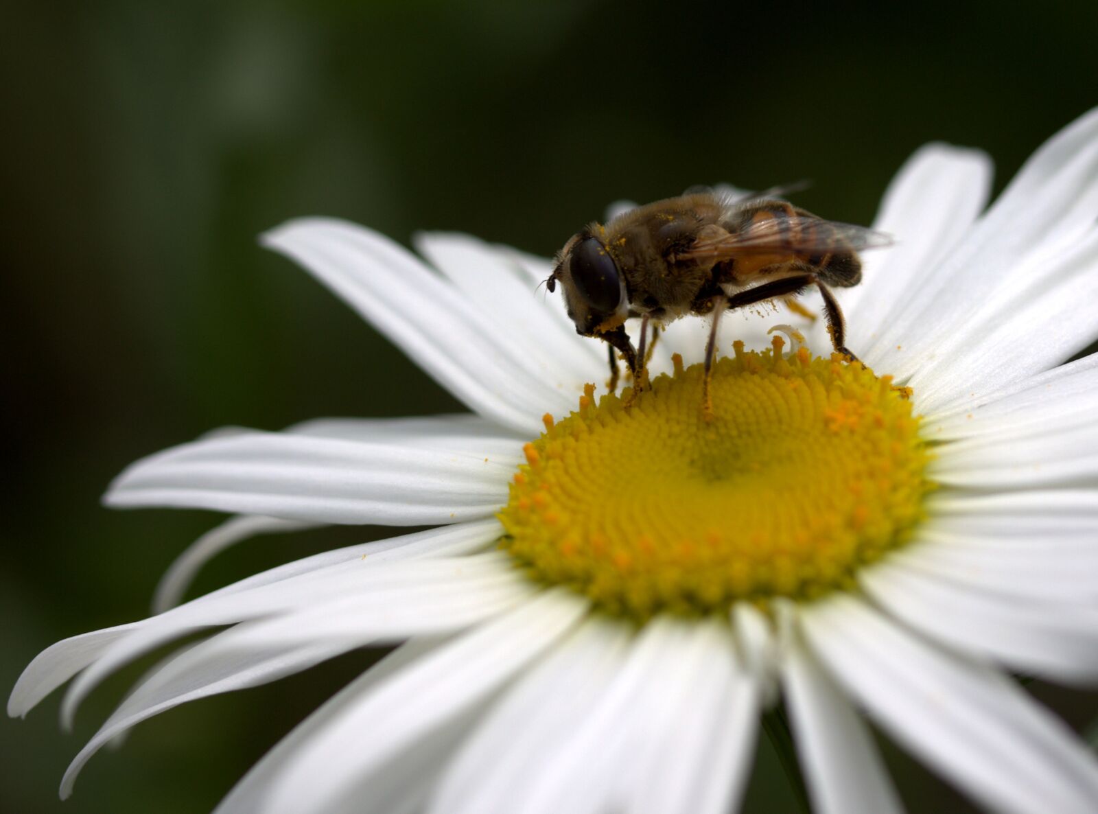 Canon EF-S 60mm F2.8 Macro USM sample photo. Bee, daisy, pollen photography