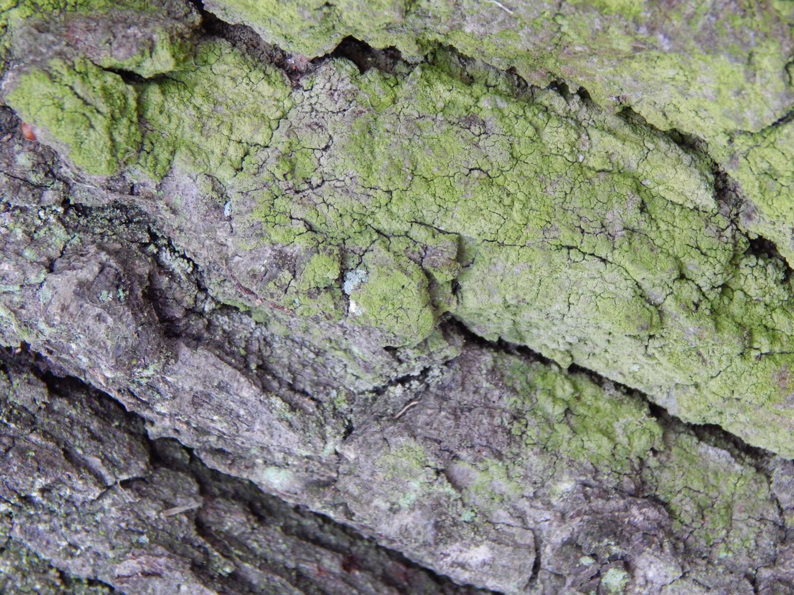 Nikon Coolpix L820 sample photo. Bark, tree, moss photography