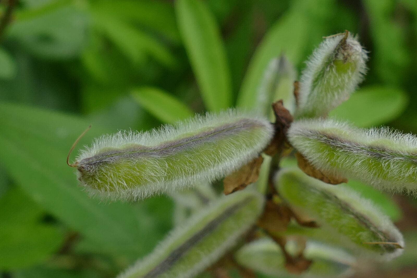 Panasonic Lumix DMC-FZ1000 sample photo. Bean, pod, plant photography