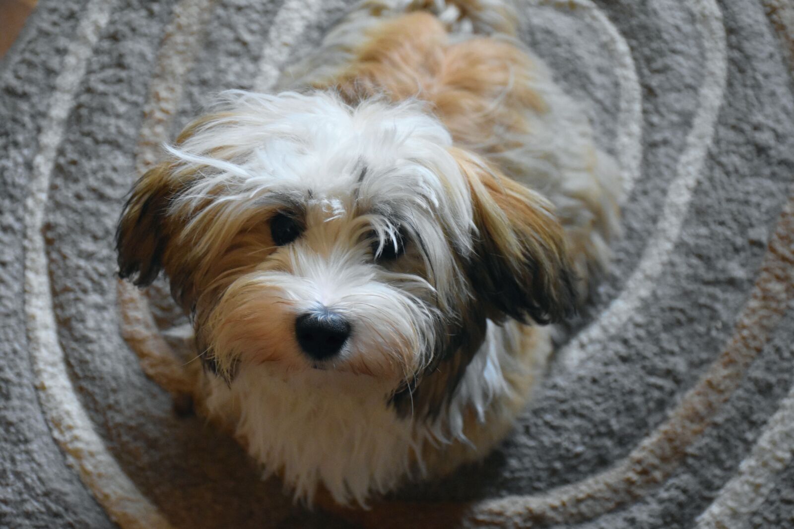 Nikon D7200 sample photo. Havanese, dog, puppy photography
