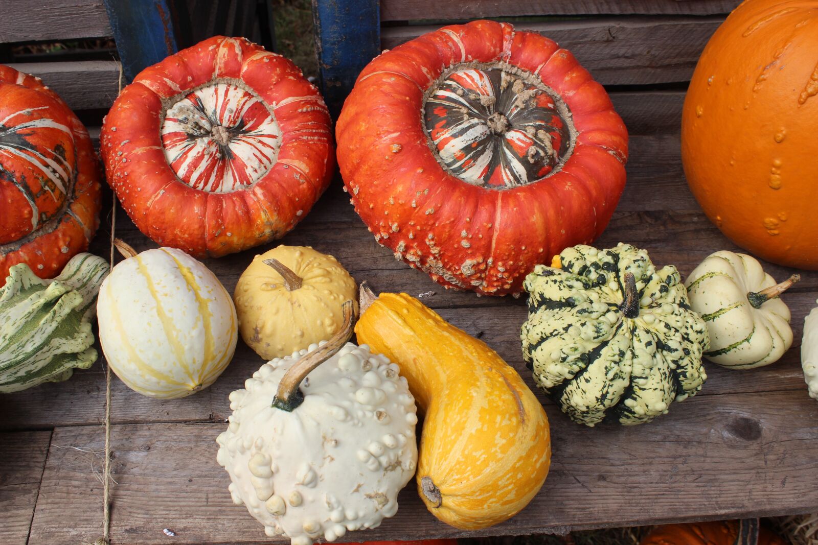 Canon EOS 600D (Rebel EOS T3i / EOS Kiss X5) sample photo. Pumpkins, halloween, autumn photography