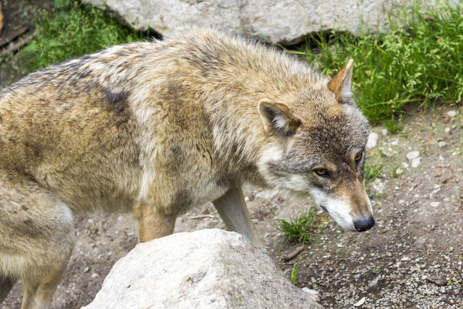 Canon EOS 60D + Canon EF 50mm F1.8 II sample photo. Wolf, european wolf, european photography