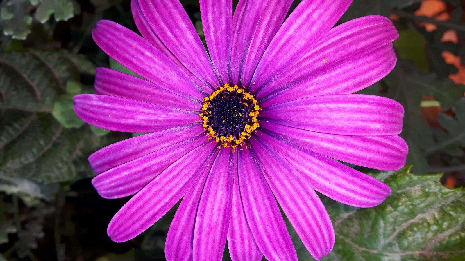 Samsung Galaxy S5 Neo sample photo. Flower, violet, flowers photography