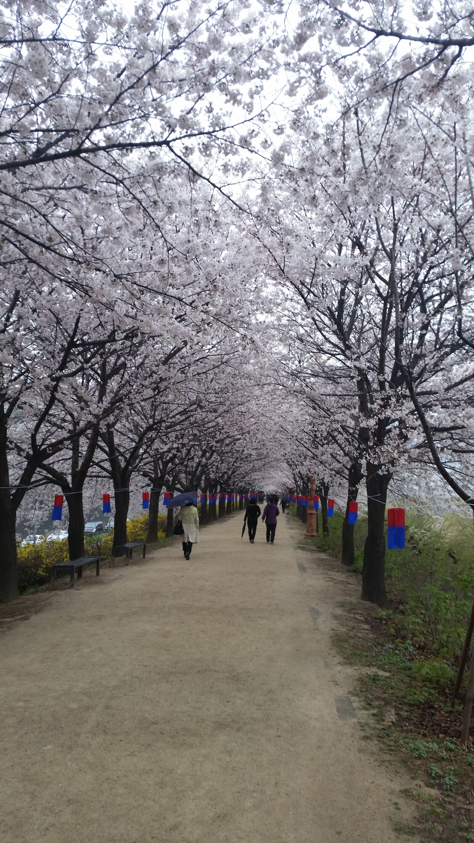 Samsung Galaxy S5 sample photo. Spring, walking, flower photography