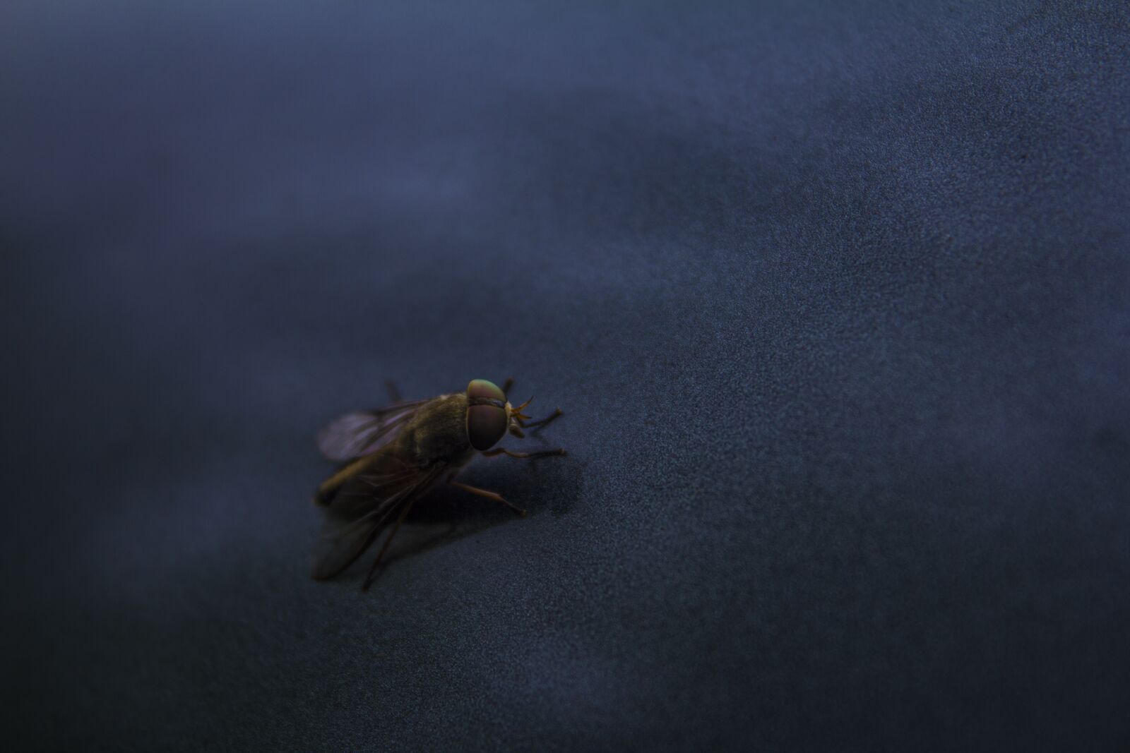 Canon EF-S 18-55mm F3.5-5.6 IS sample photo. Fly, macro, insect photography