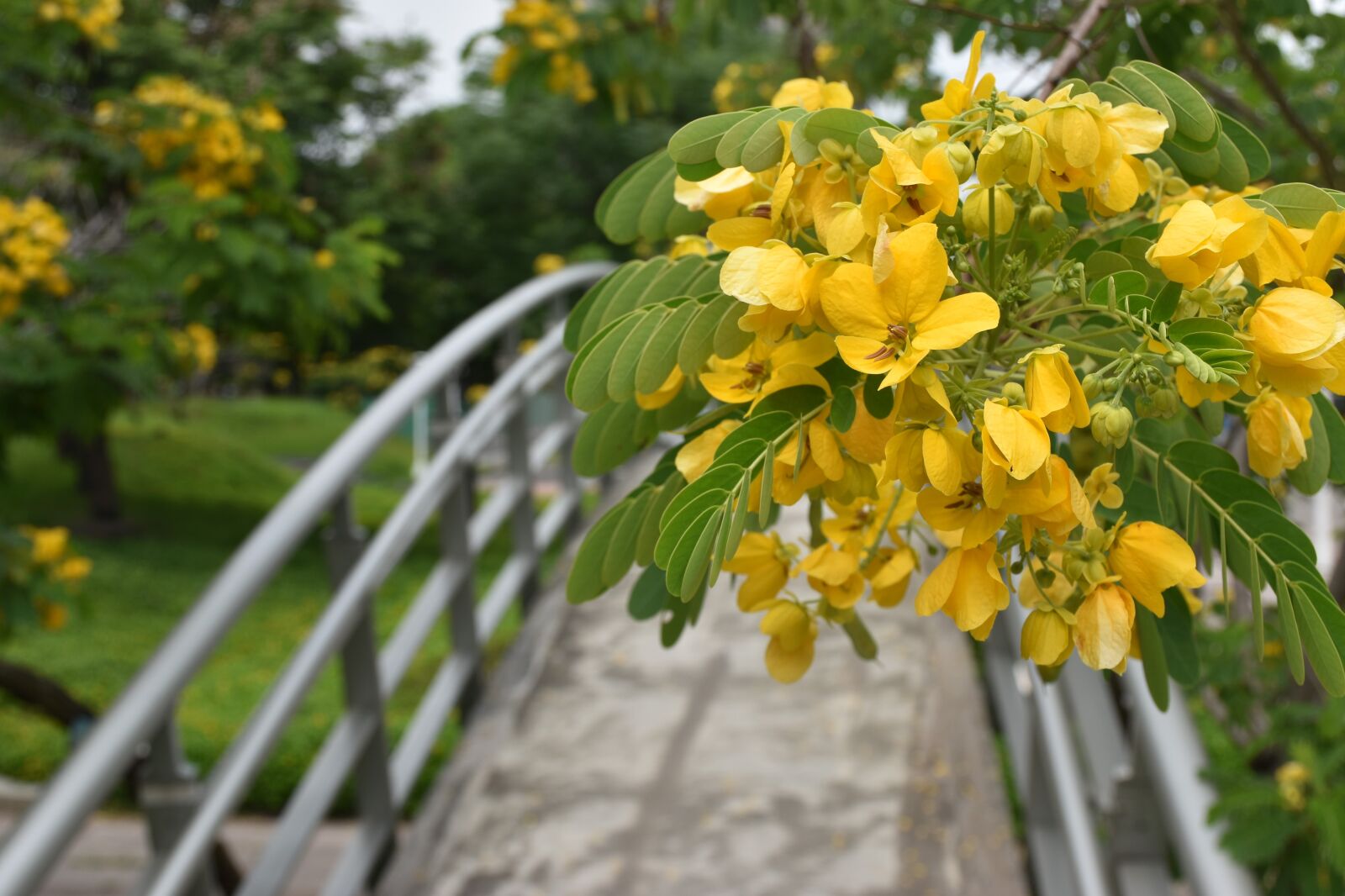Nikon D5600 sample photo. Blossoms, bridge, flowers photography