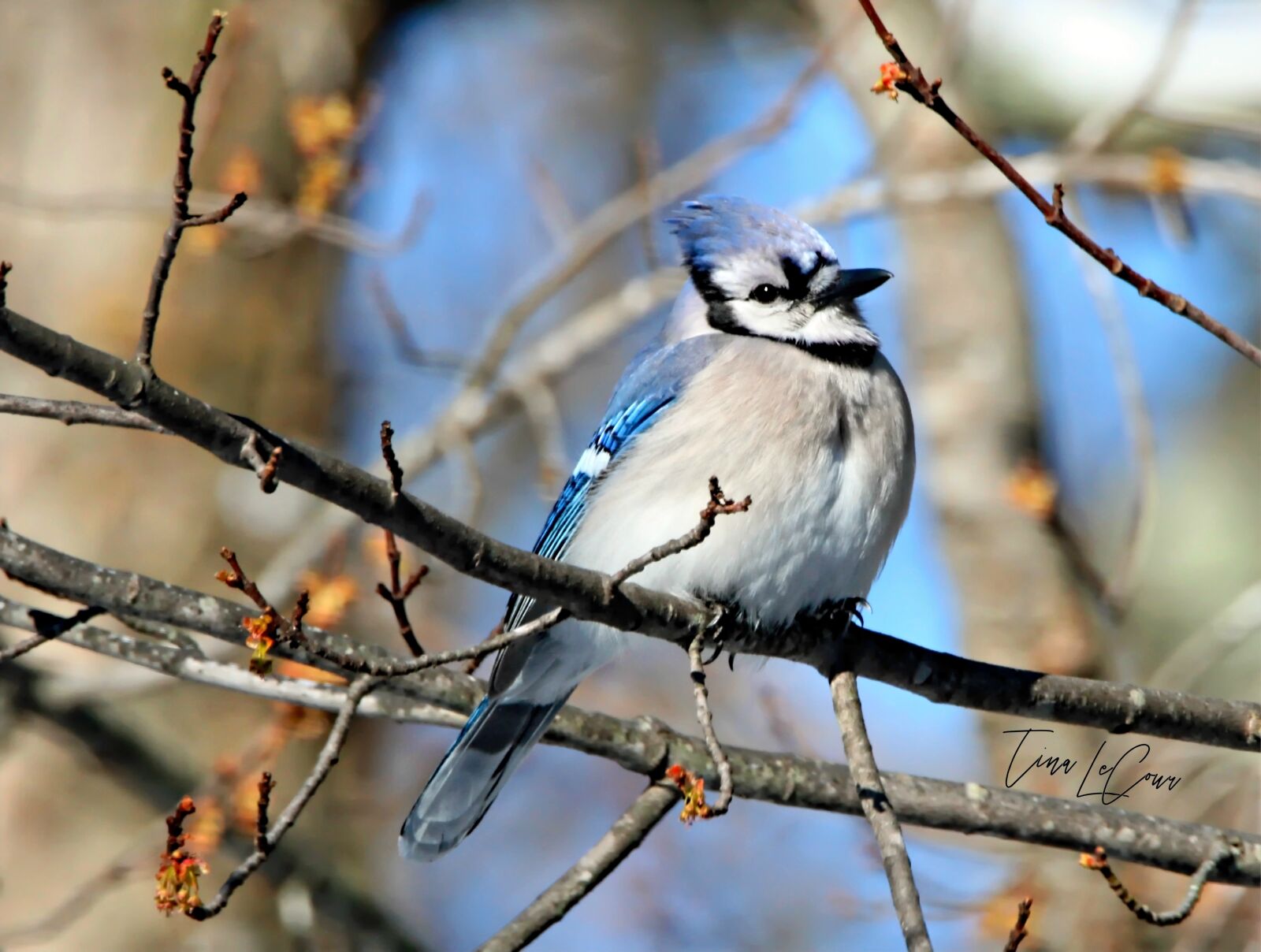 Tamron SP 150-600mm F5-6.3 Di VC USD sample photo. Bird, nature, wildlife photography
