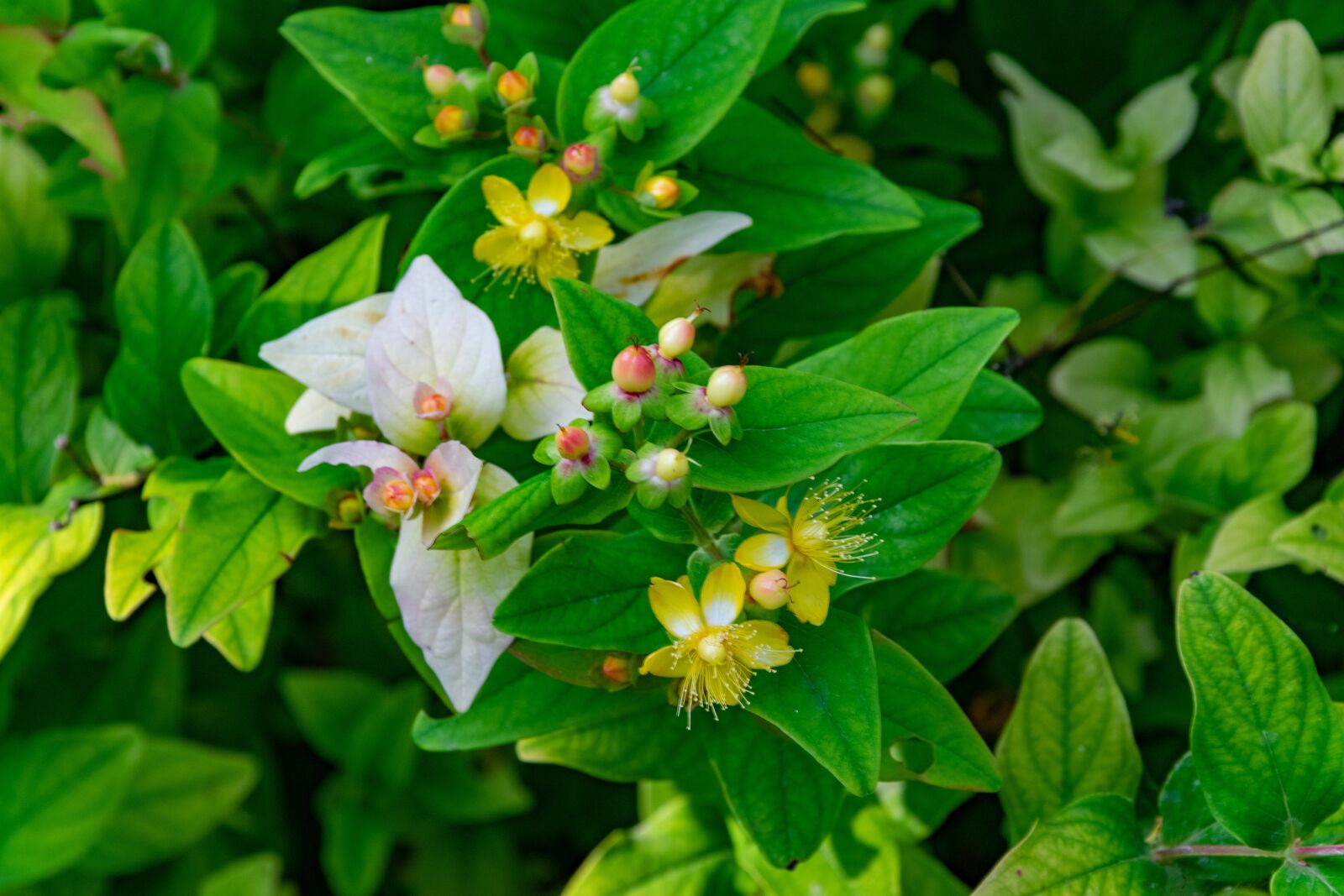 Nikon D3300 sample photo. Flower, garden, flowers photography