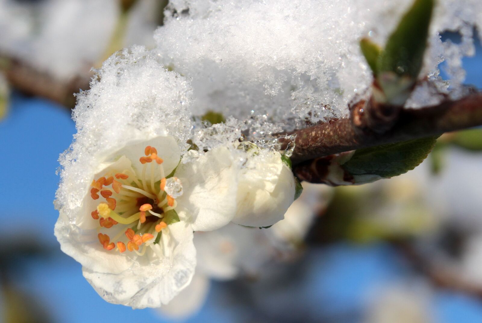 Canon EOS 650D (EOS Rebel T4i / EOS Kiss X6i) sample photo. Plum tree, prunus domestica photography