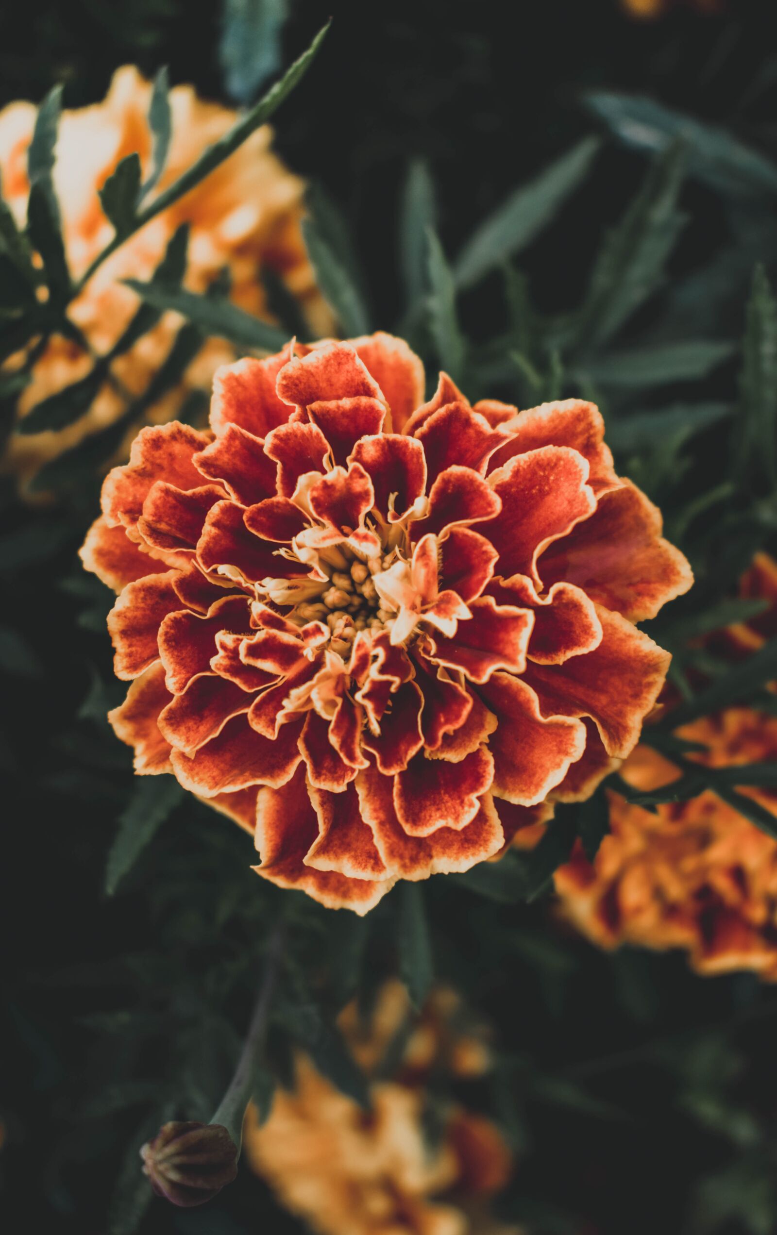 Nikon D5300 sample photo. Marigold, flower, flora photography