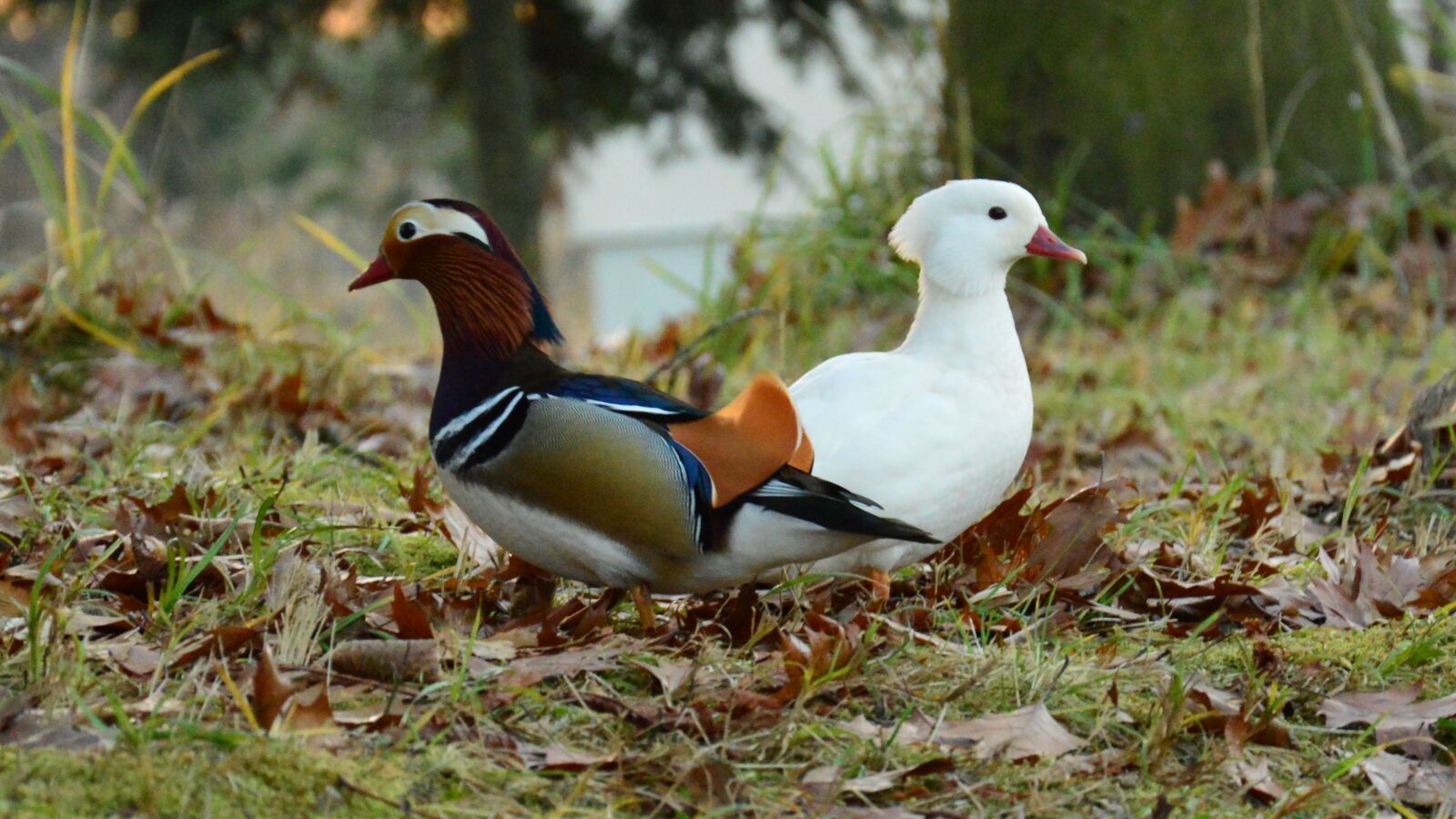 Nikon D3200 sample photo. Mandarin, color, white photography