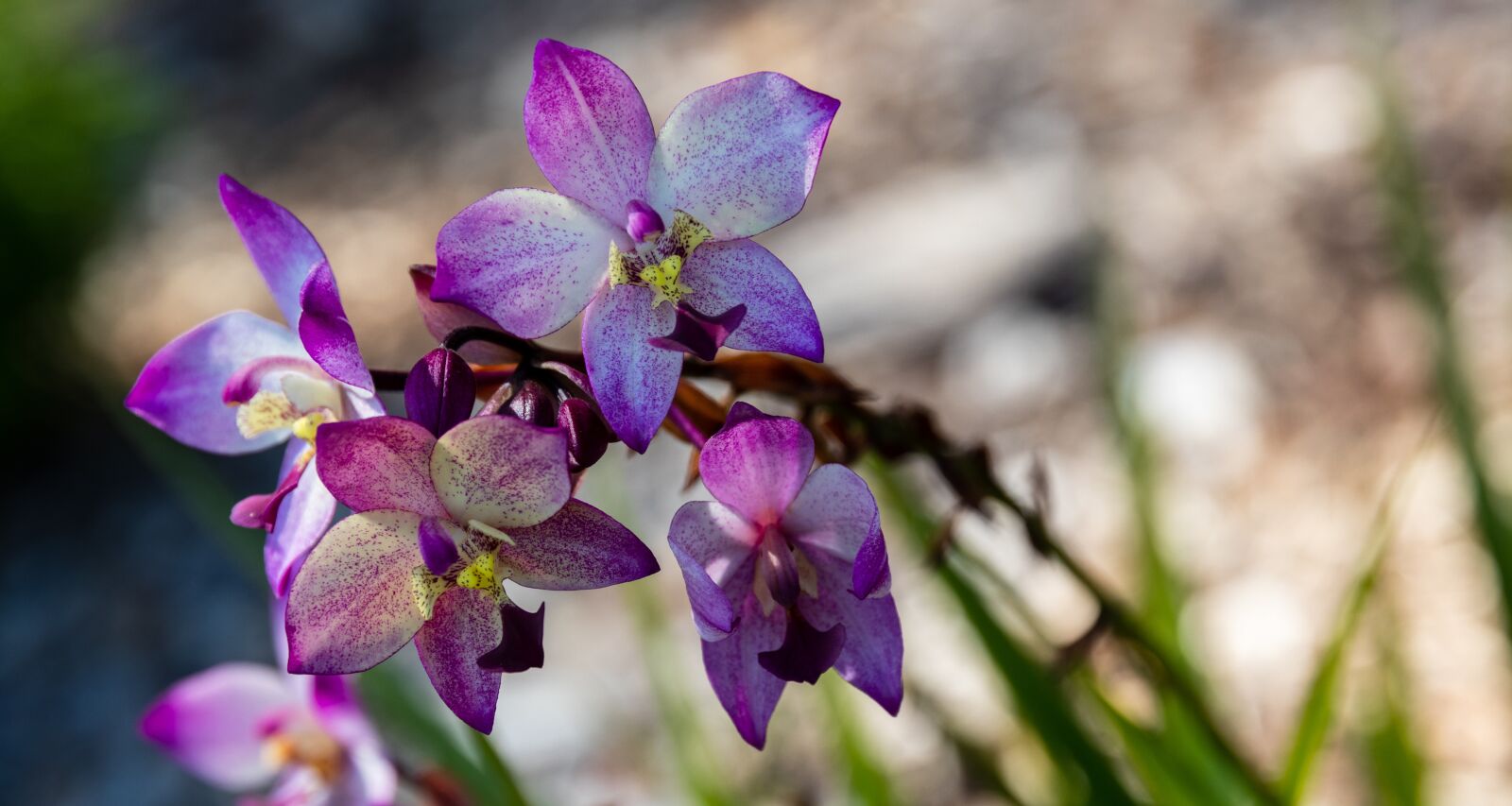 Canon 24-105mm F4 DG OS HSM | Art 013 sample photo. Flowers, orchids, purple photography