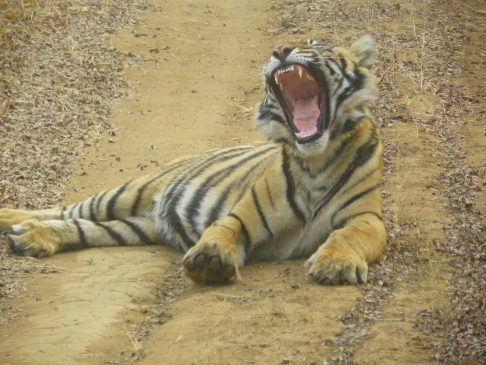 Kodak EasyShare Z981 sample photo. Wild tiger, ranthambhore, india photography