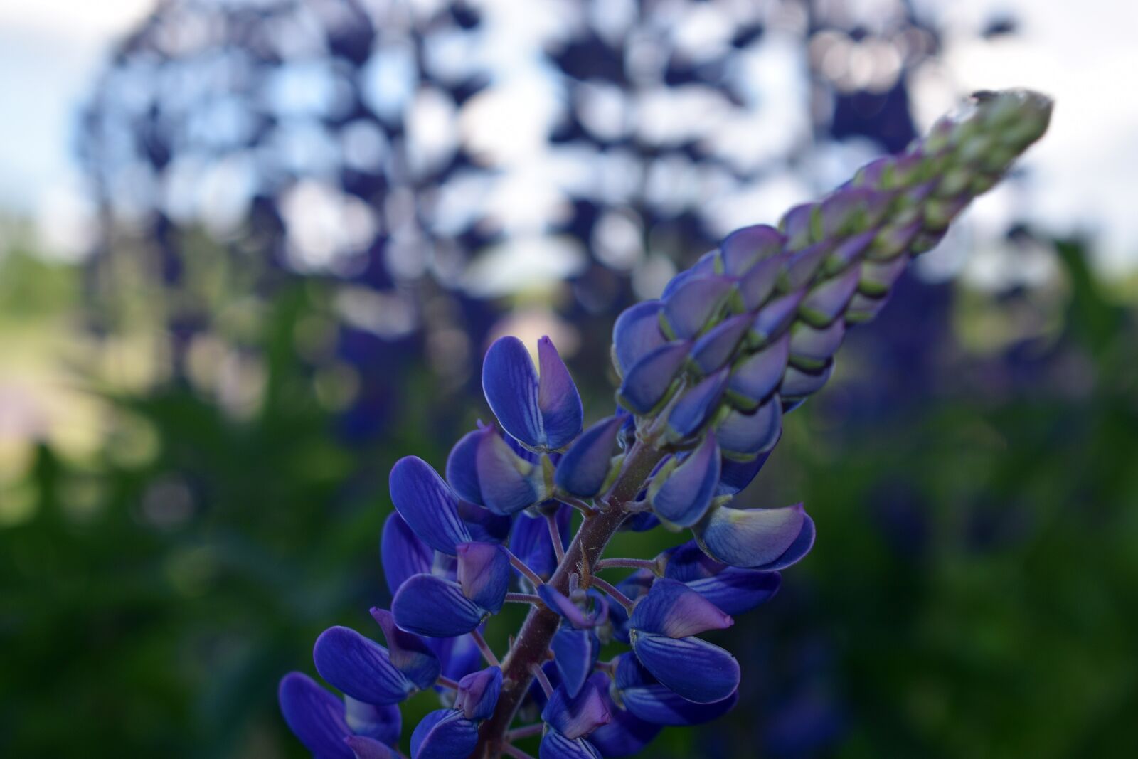 Nikon D3400 sample photo. Lupine, flower, spring photography