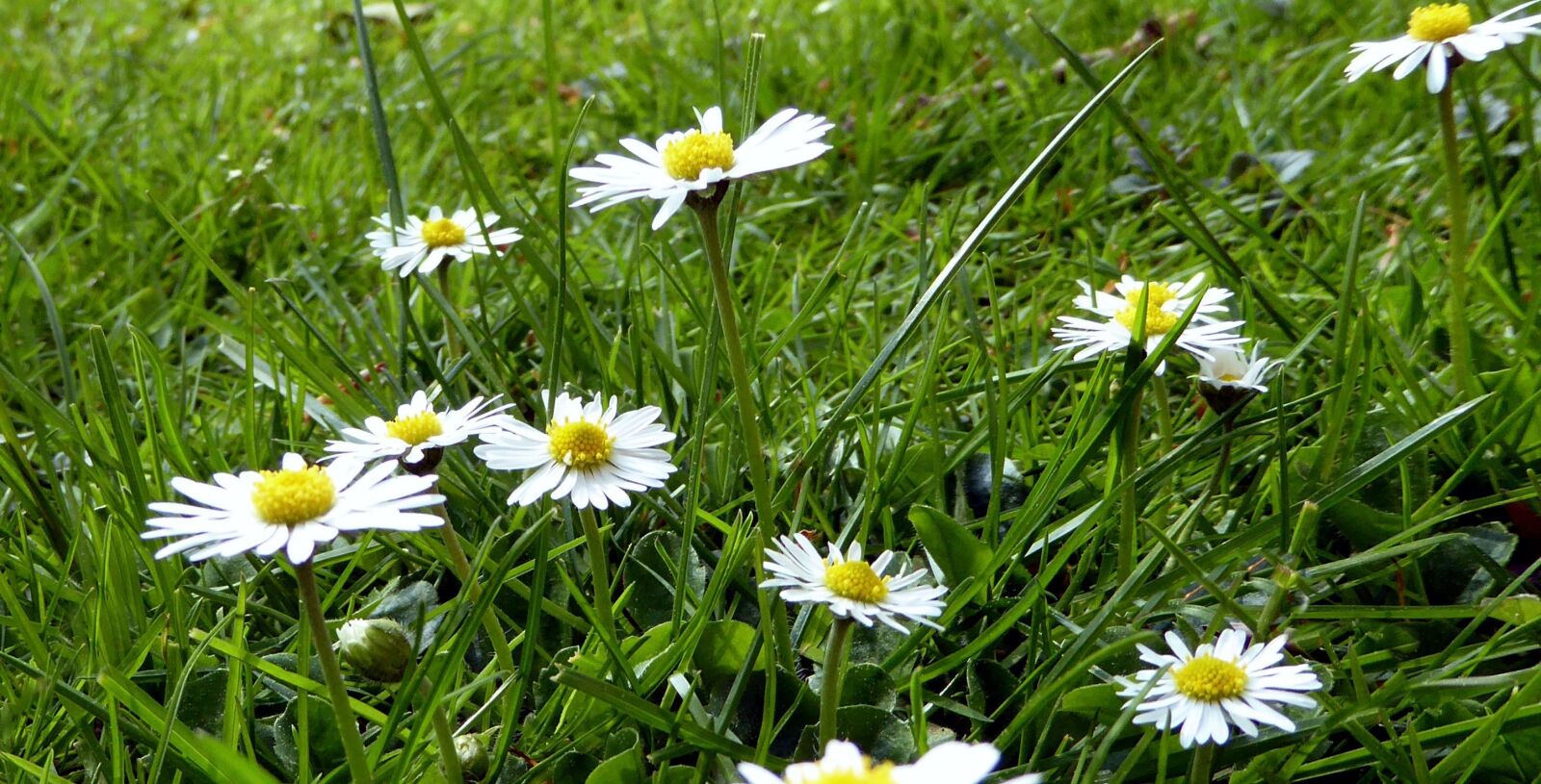 Panasonic DMC-TZ61 sample photo. Daisy, meadow, flower meadow photography