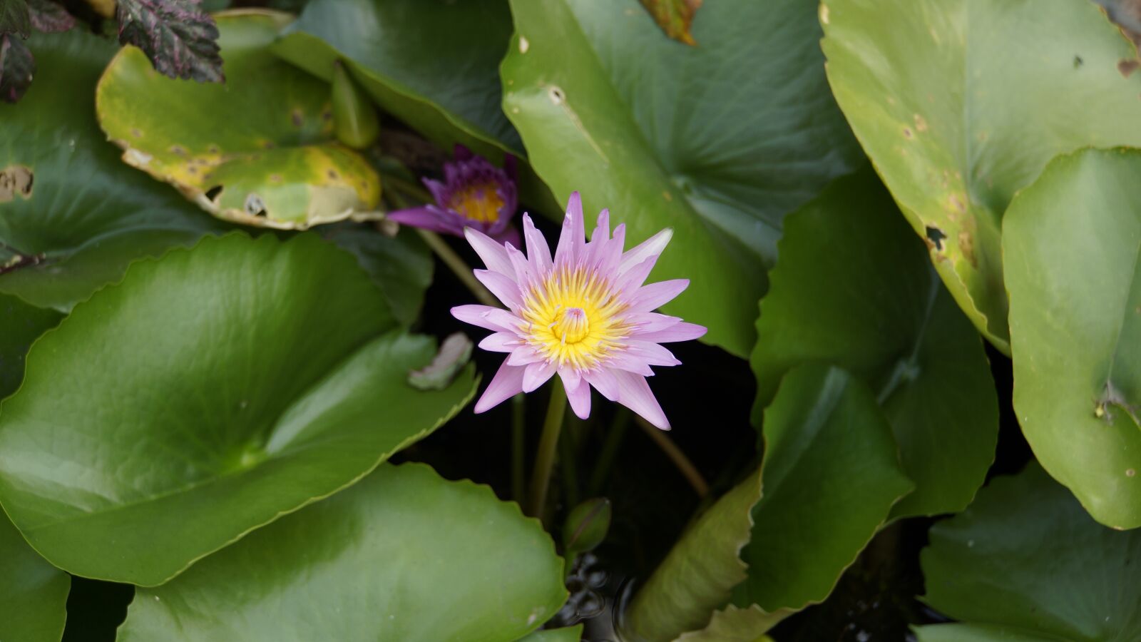 Sony E 18-200mm F3.5-6.3 OSS sample photo. Lotus, purple lotus, water photography