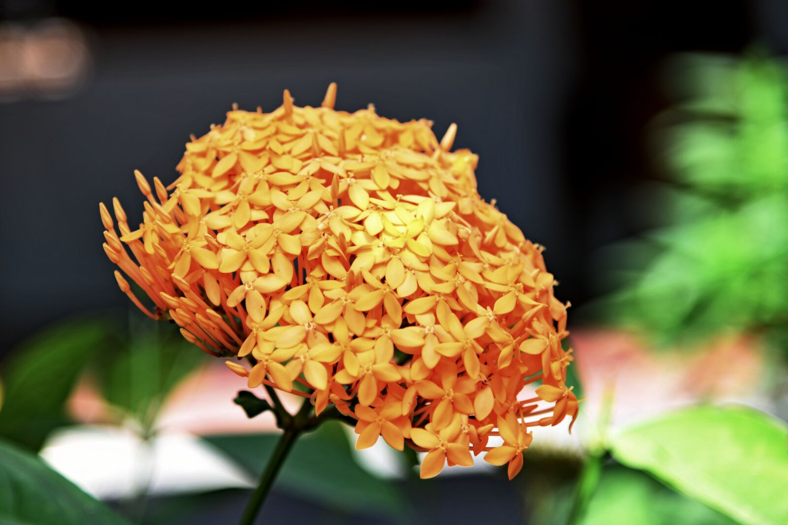Nikon D850 sample photo. Flower the bouquet, gutti photography