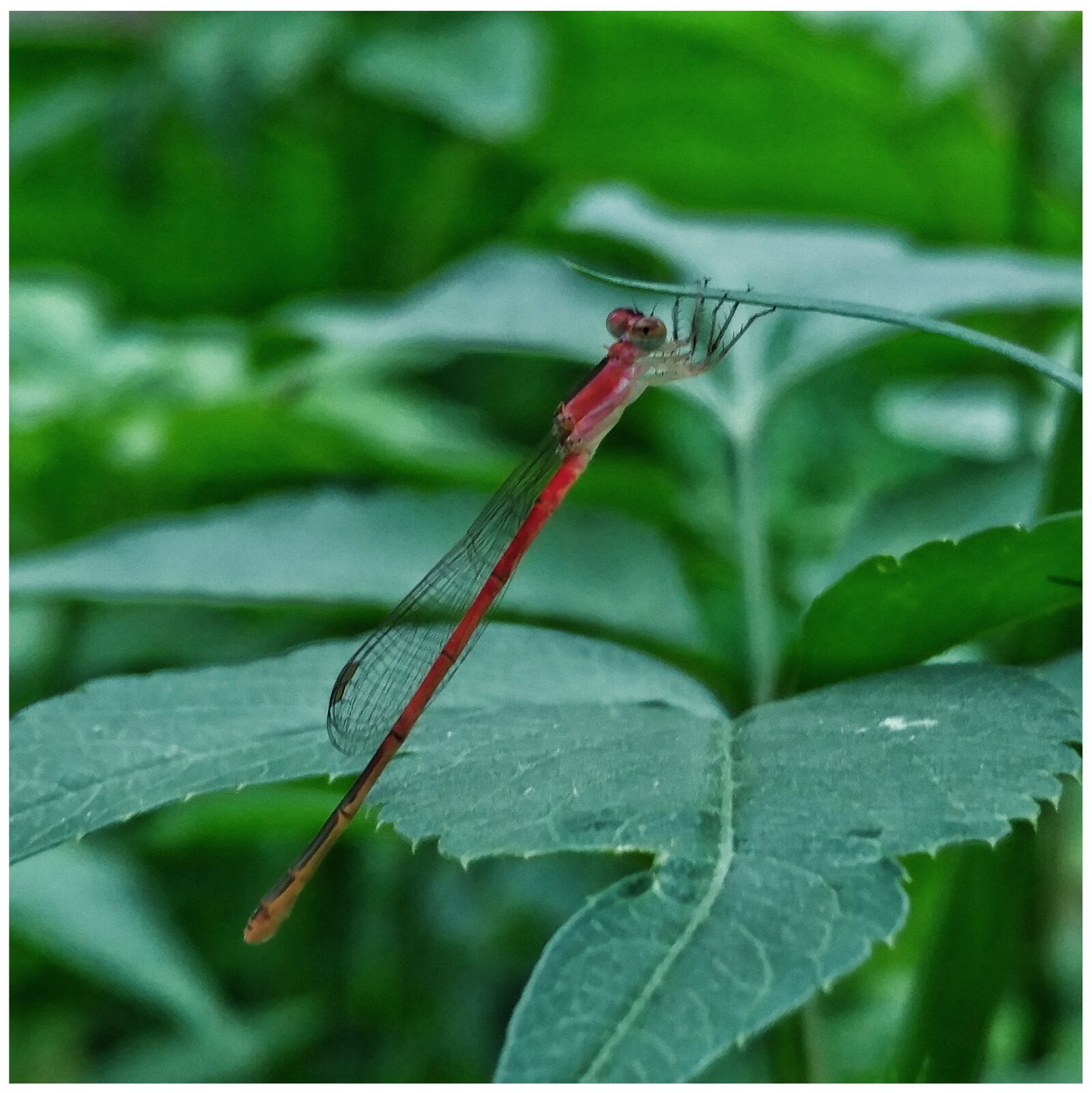 LG V20 sample photo. Insect, pest, bug photography